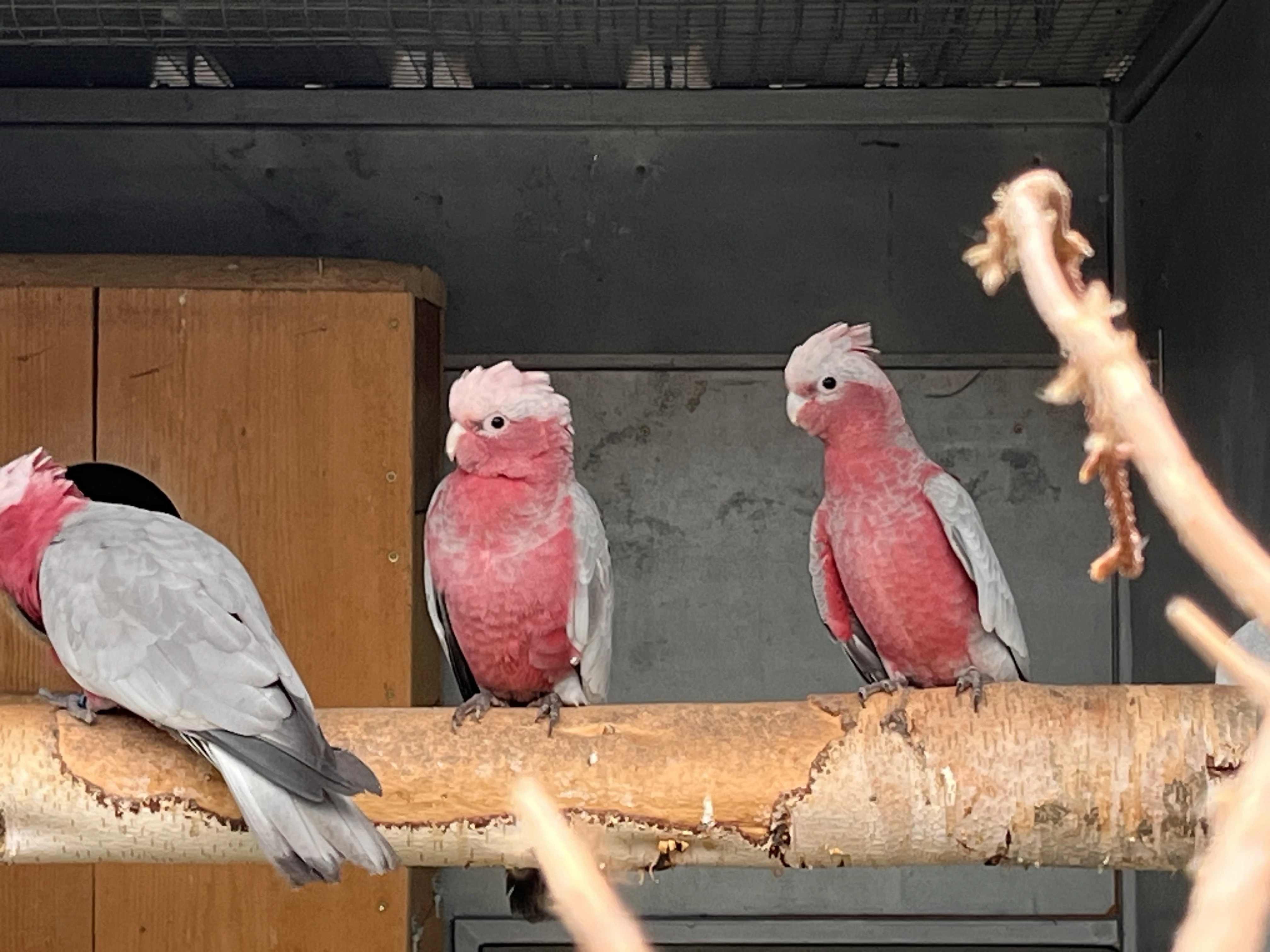 Prodám letošní Kakadu růžové