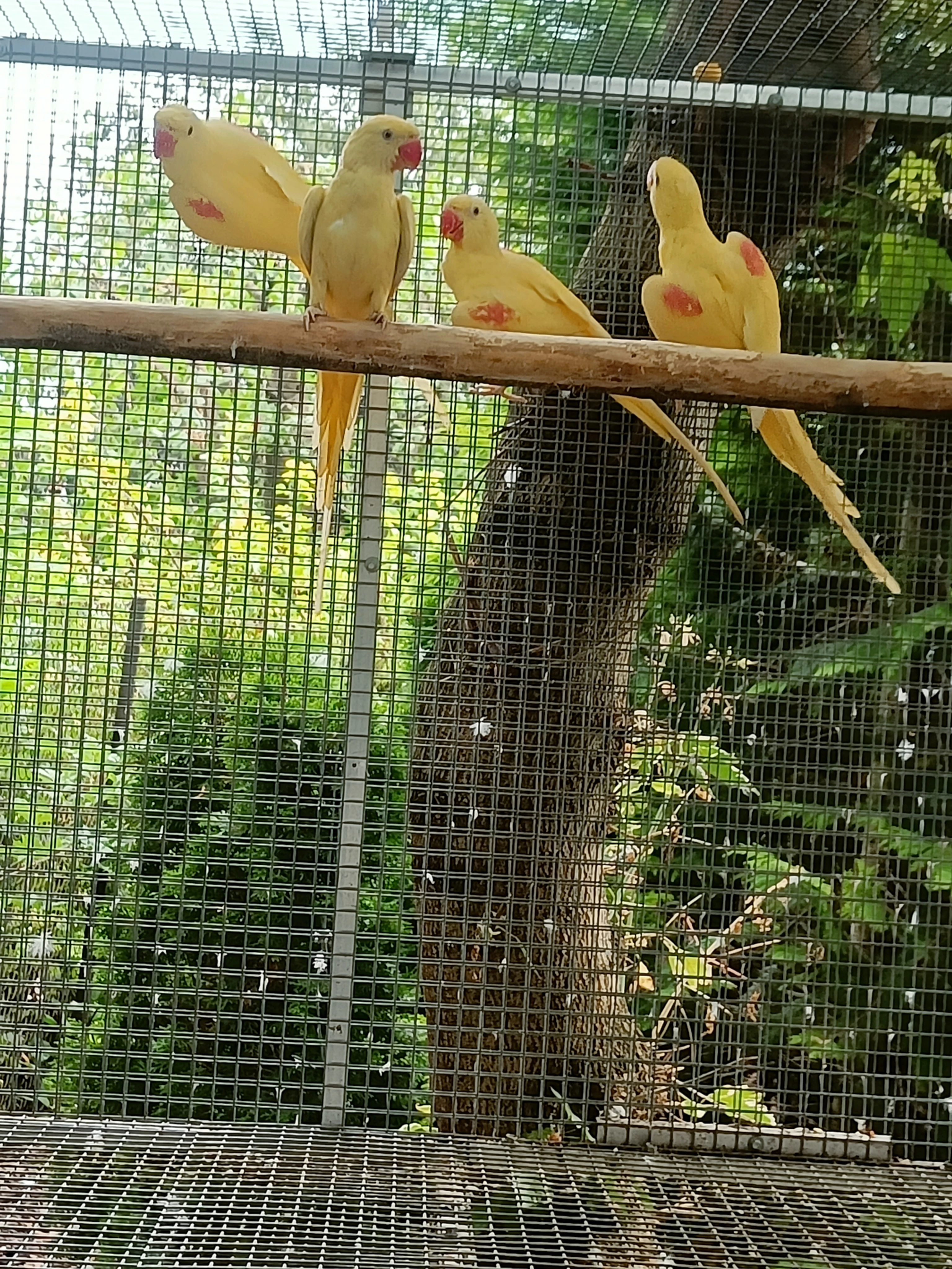 Alexandr velký Lutino