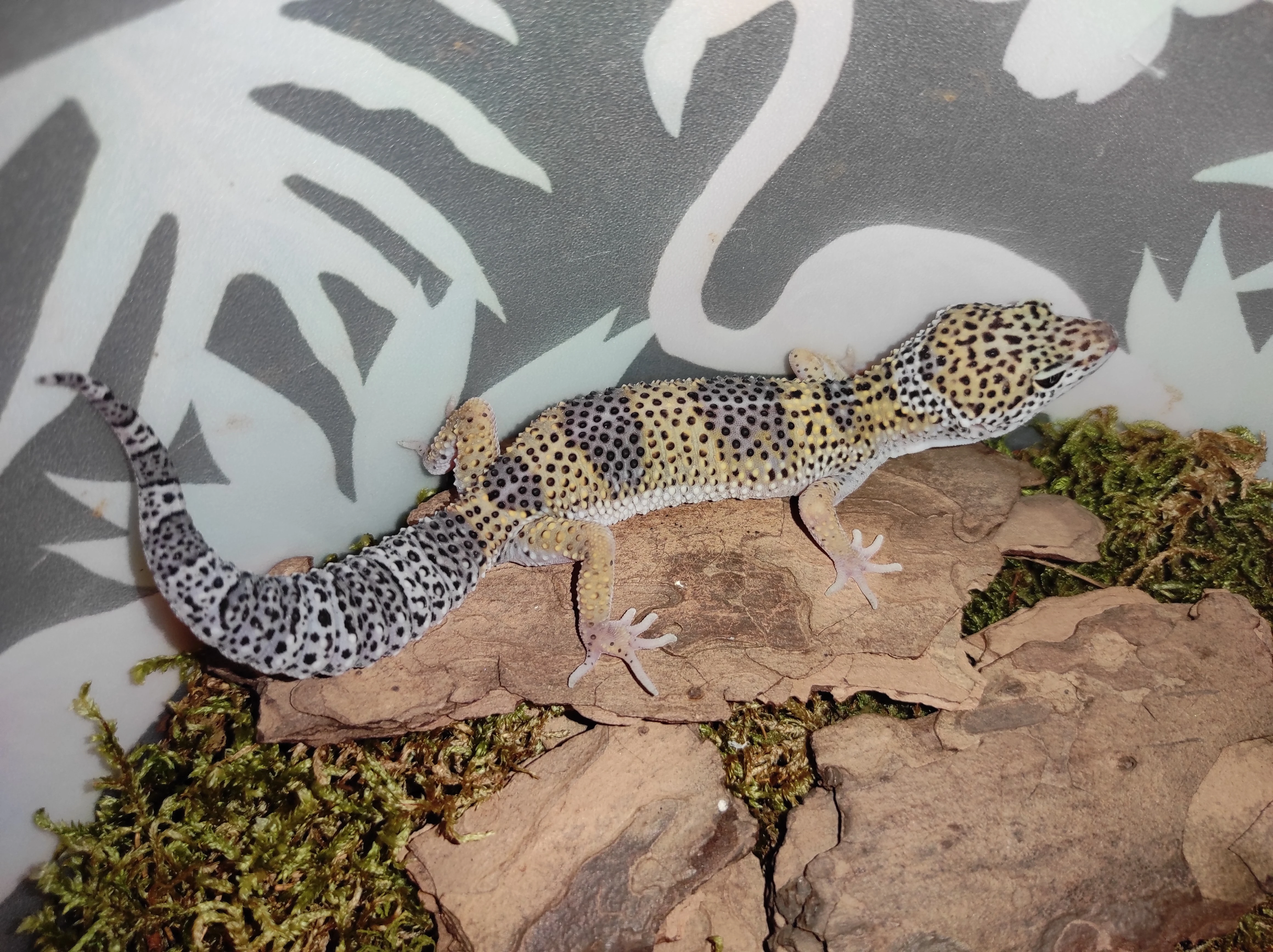 Gekončík noční - určená mláďata 2025