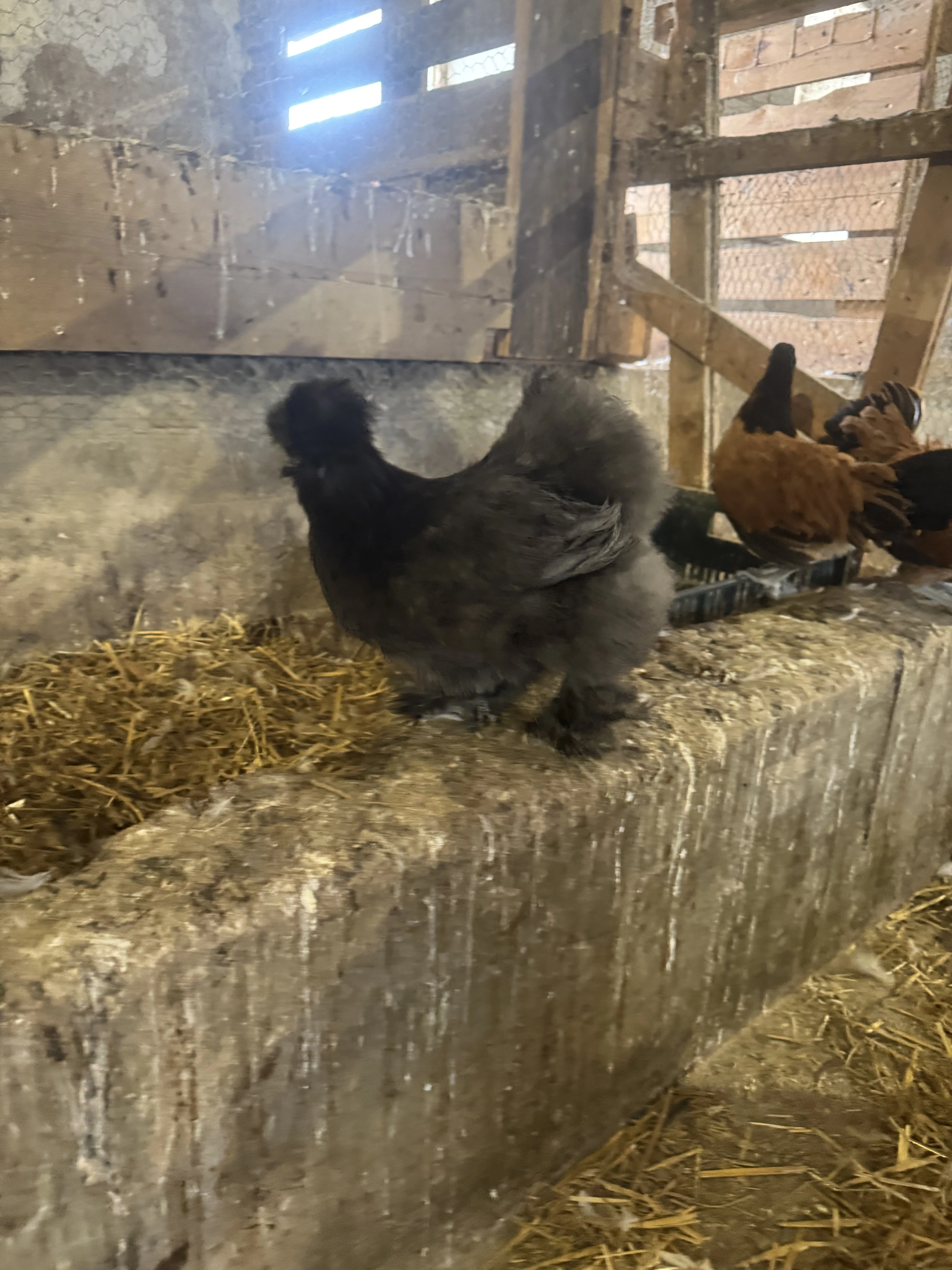 Prodám slepičku v barvě tmavě modre