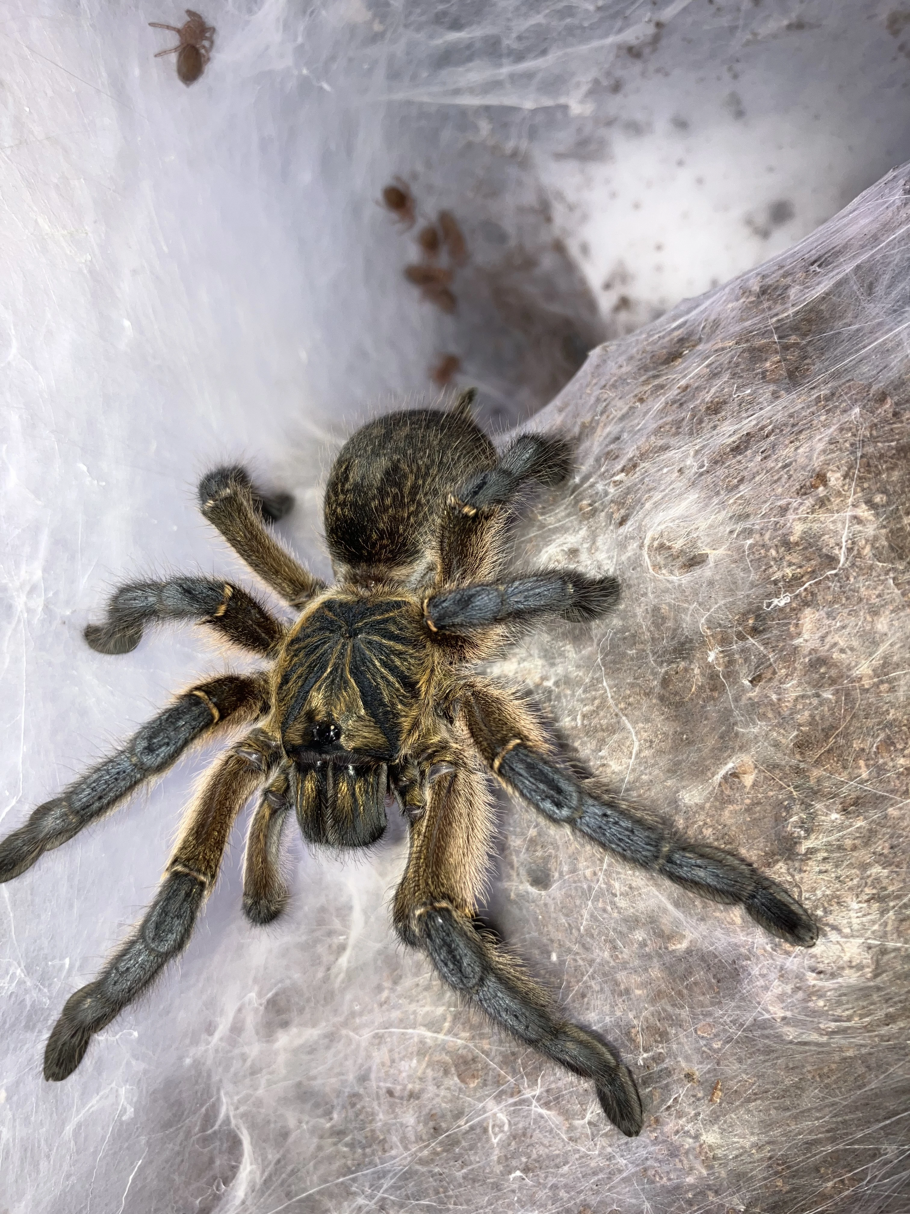 Nabízím sklípkany