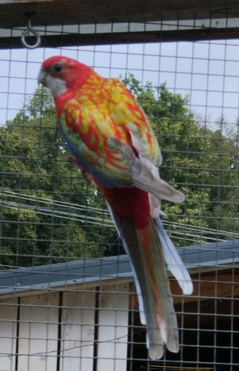 Opalin pastel Belgický