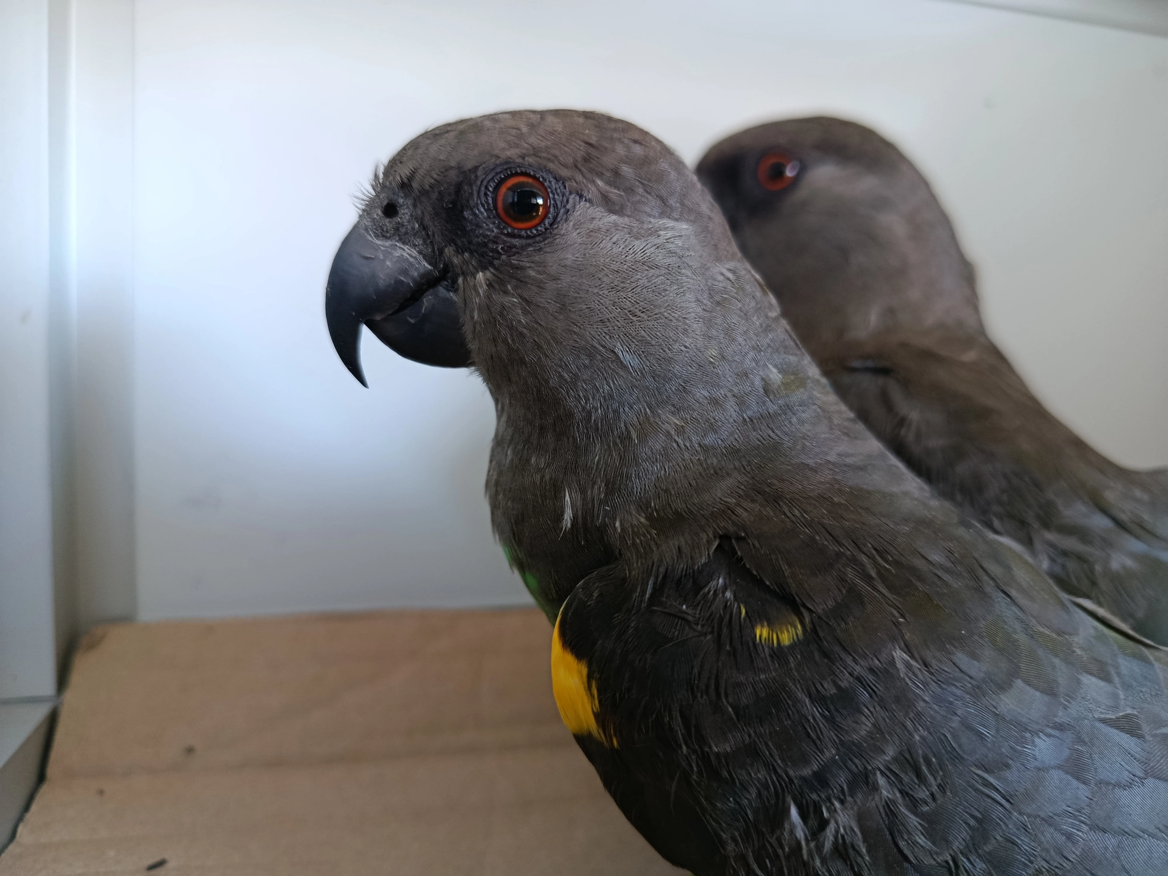 Papoušek Žlutotemenný rok 2024