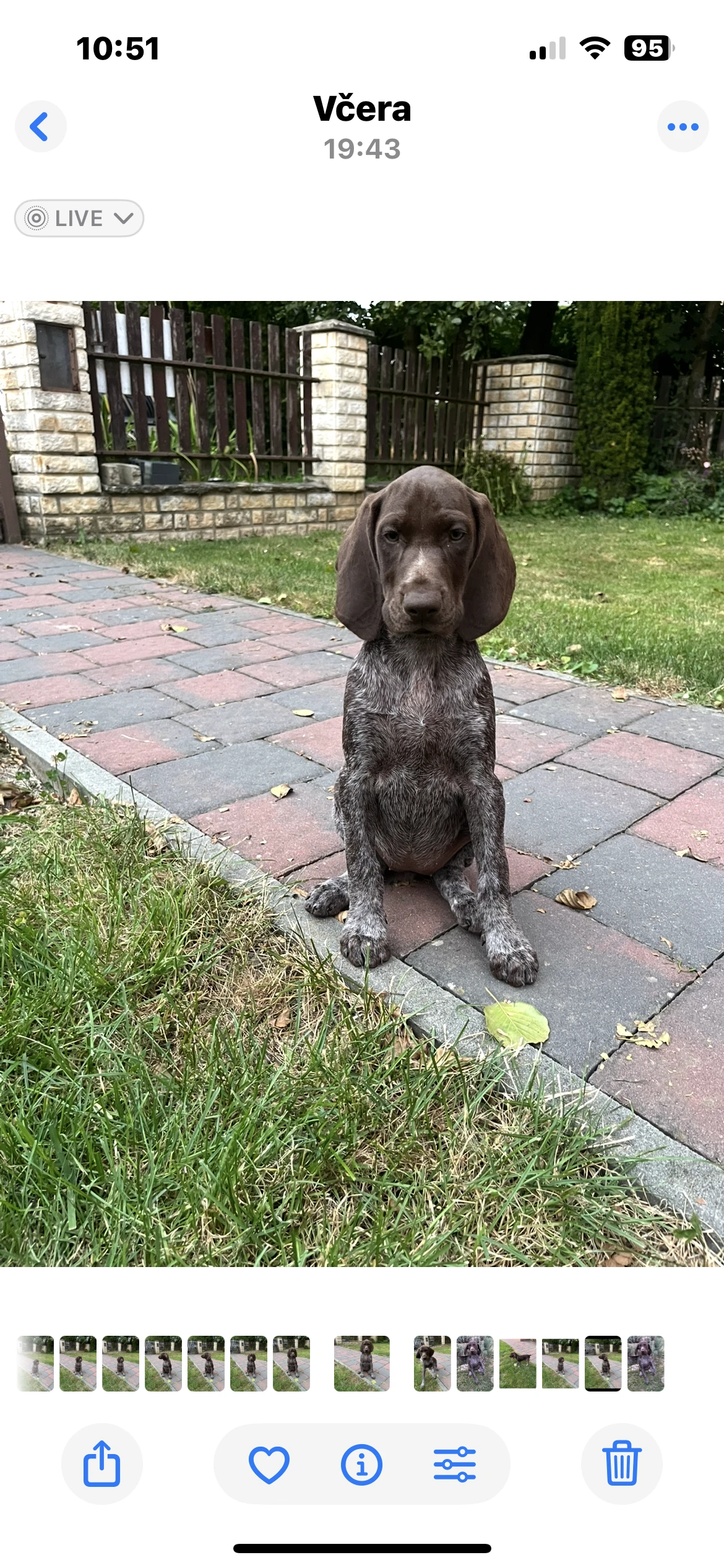 Německý krátkosrstý ohař