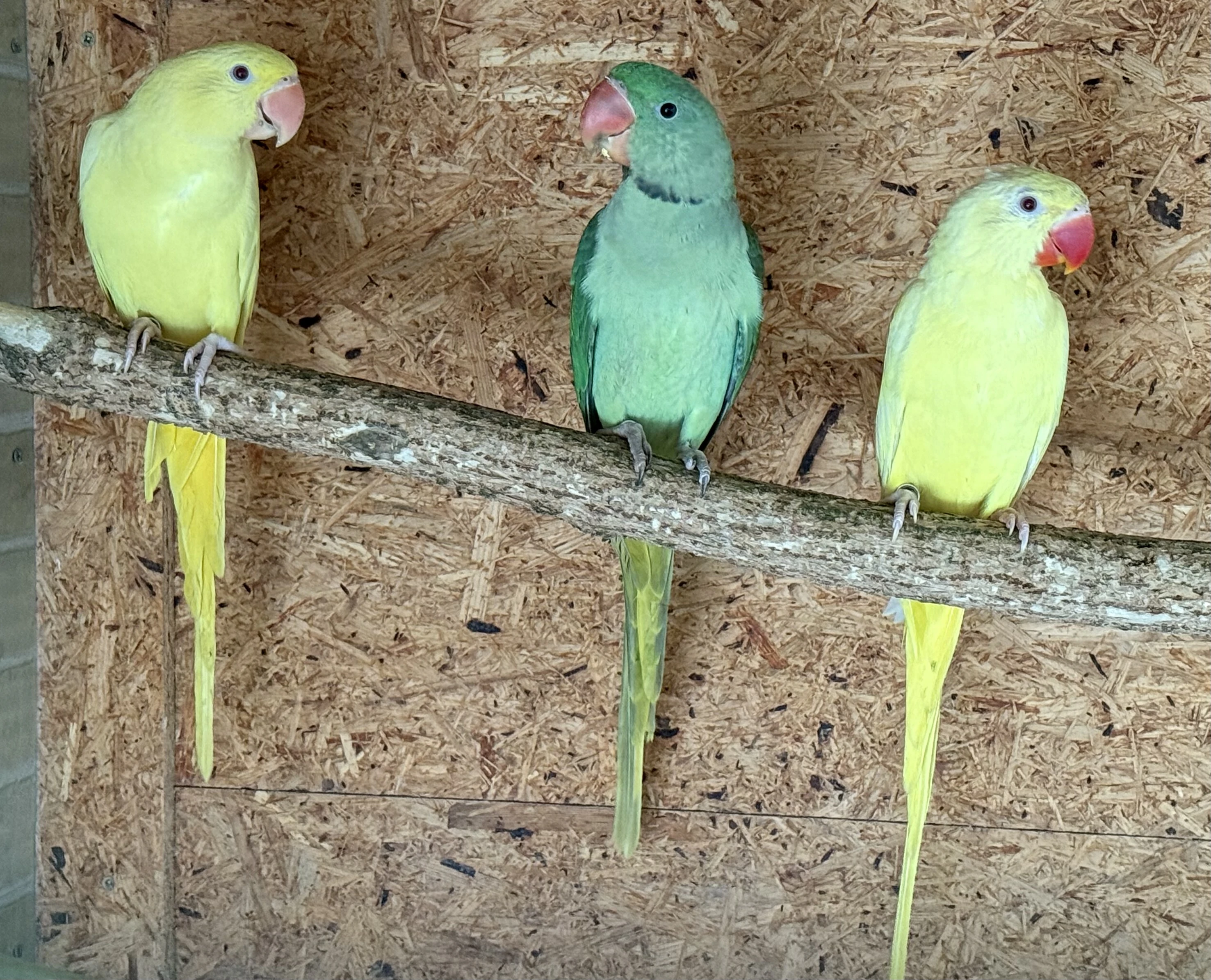 Alexandr velký 1,1 2025