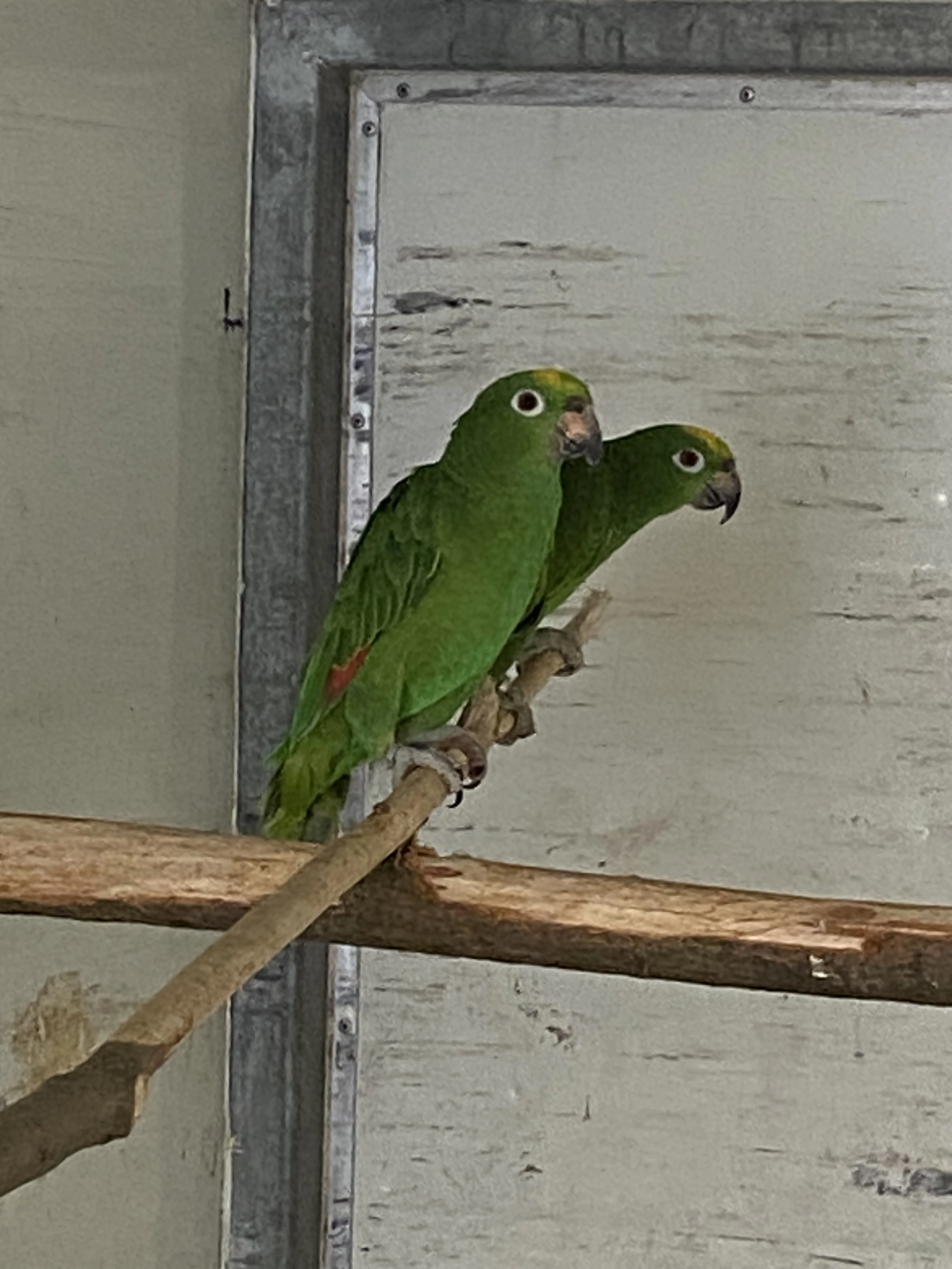 Amazoňan surinamský