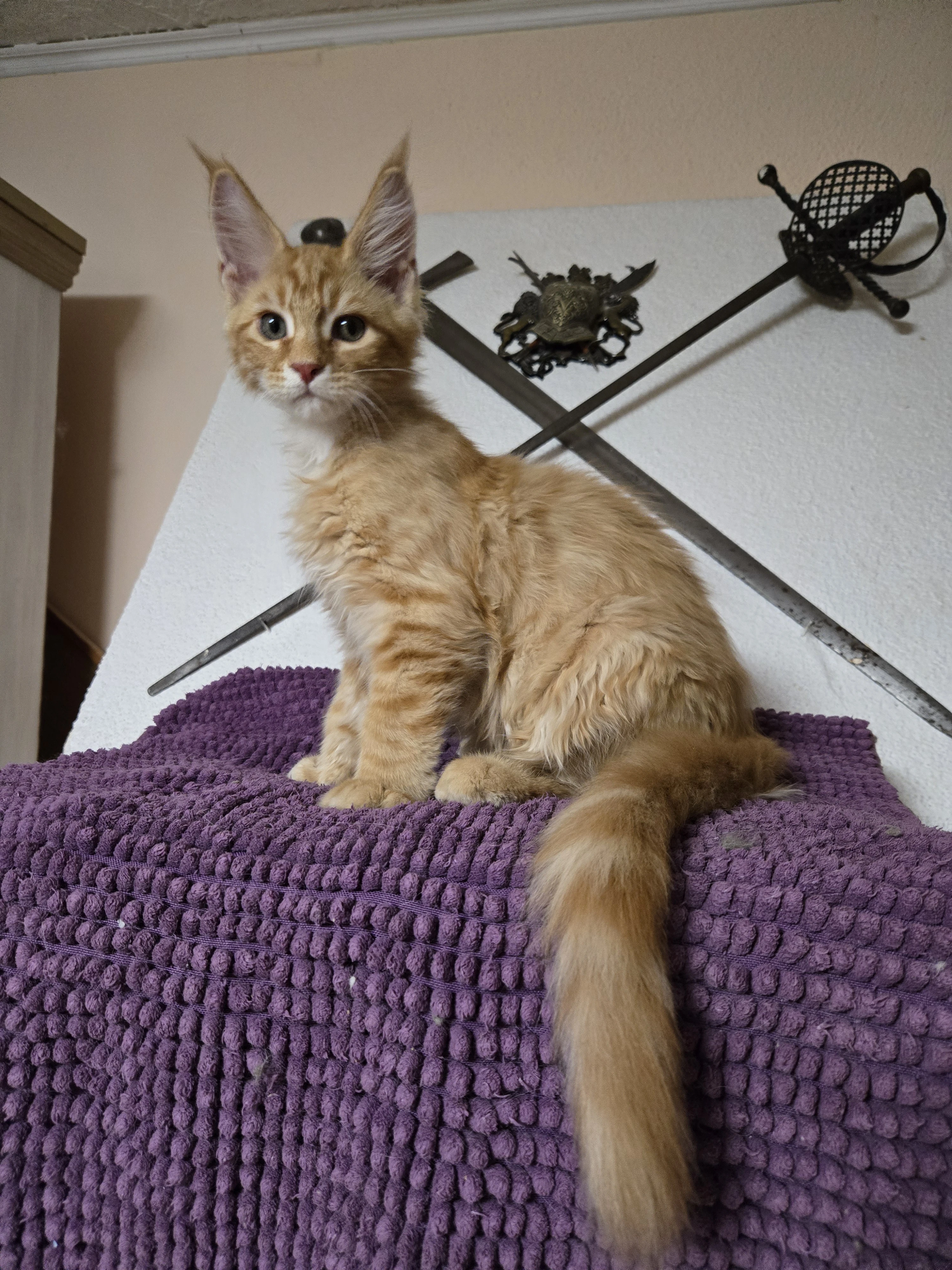 Mainská mývalí koťata