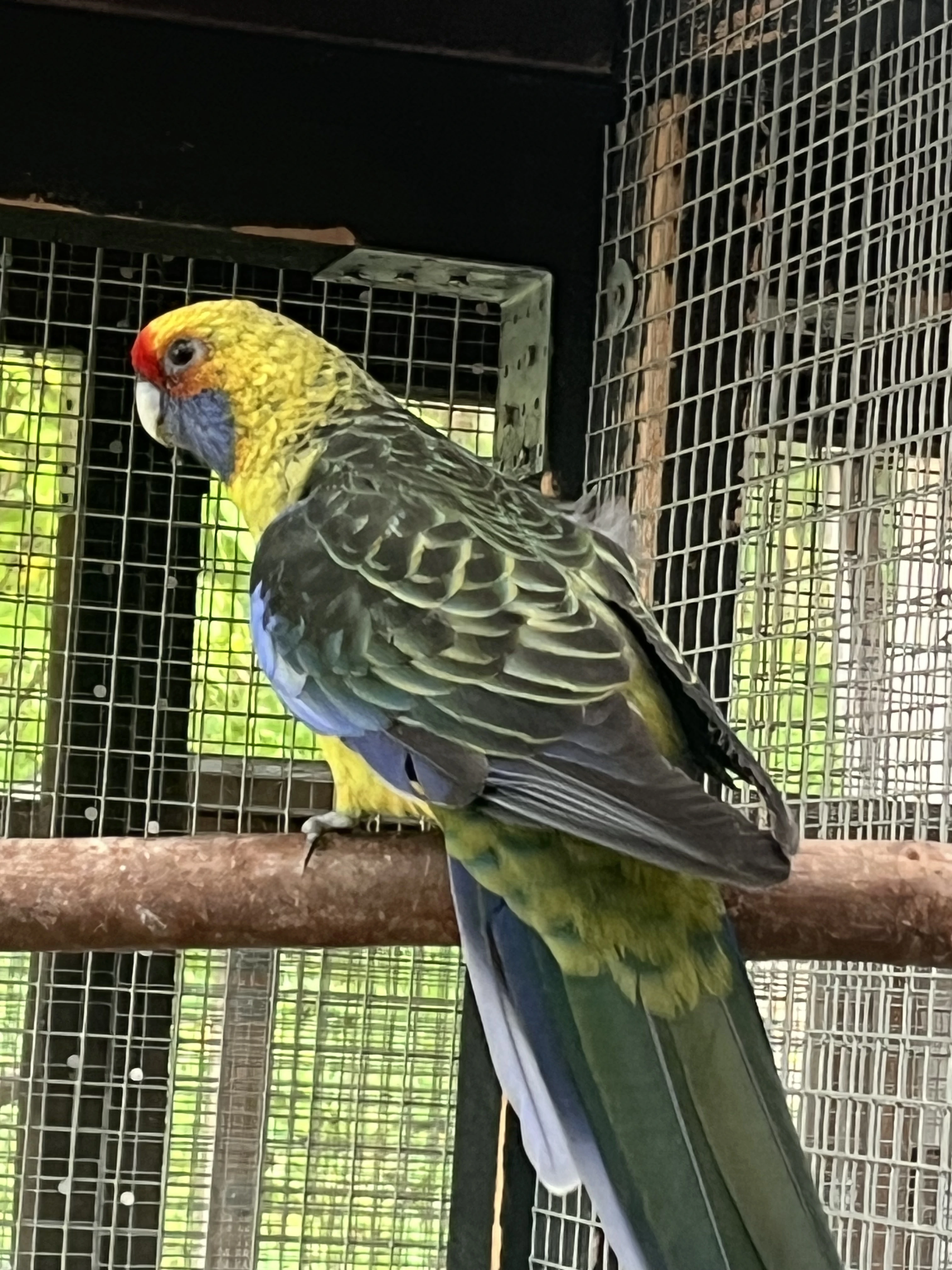 Rosela žlutobřichá