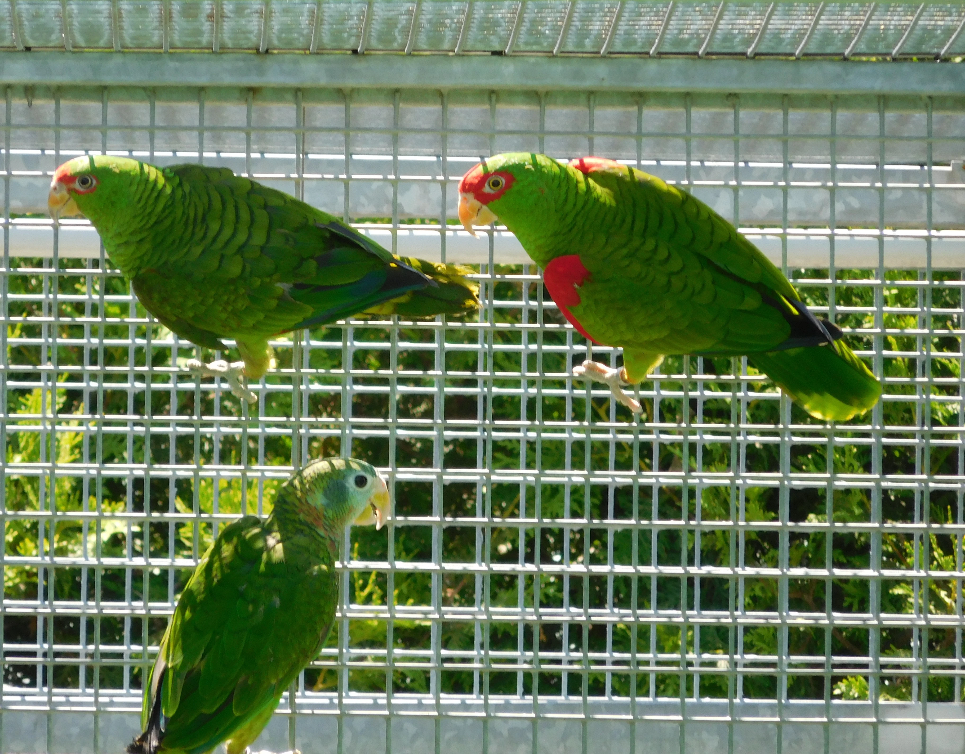 Amazoňan nádherný (Amazona pretrei)