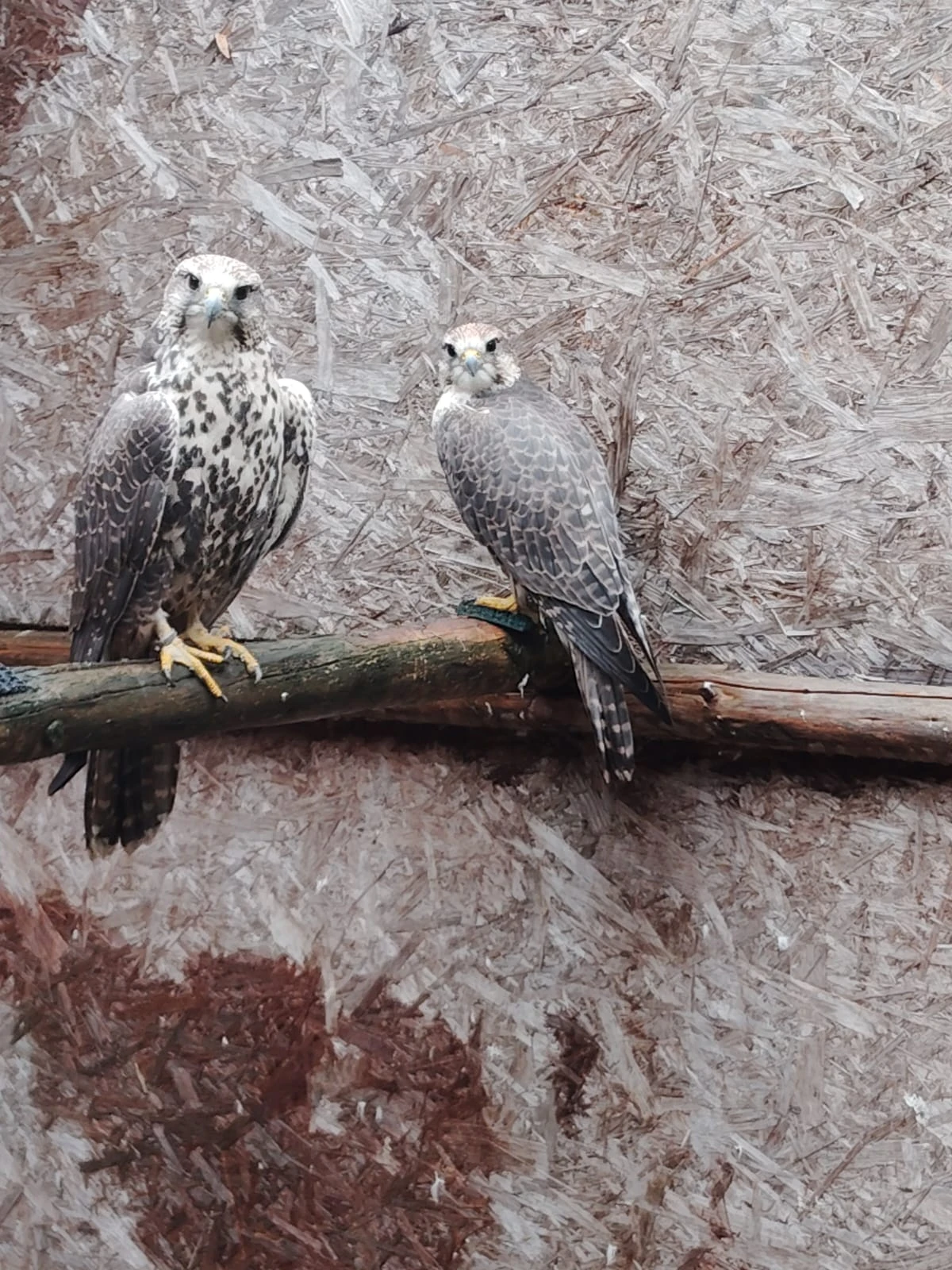 Chovný pár Rarohů velkých