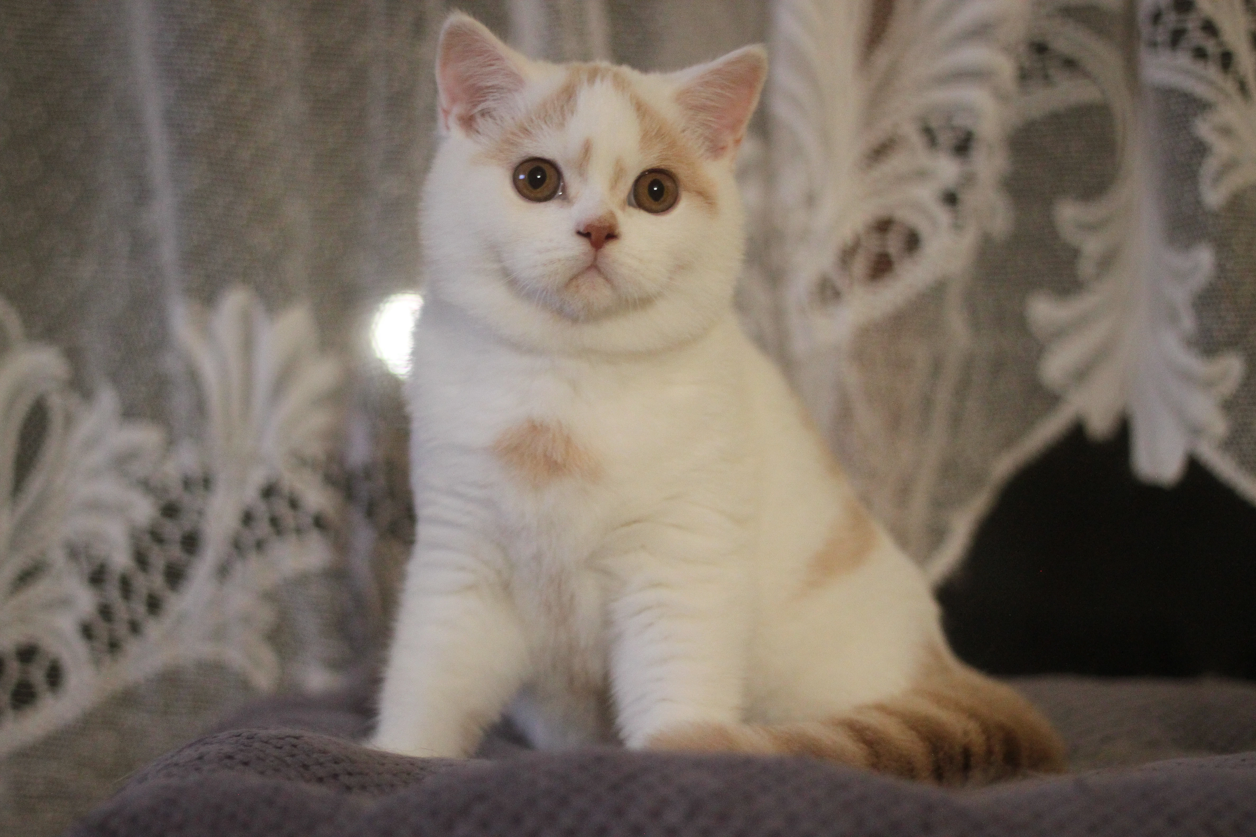 Britská koťátka s PP