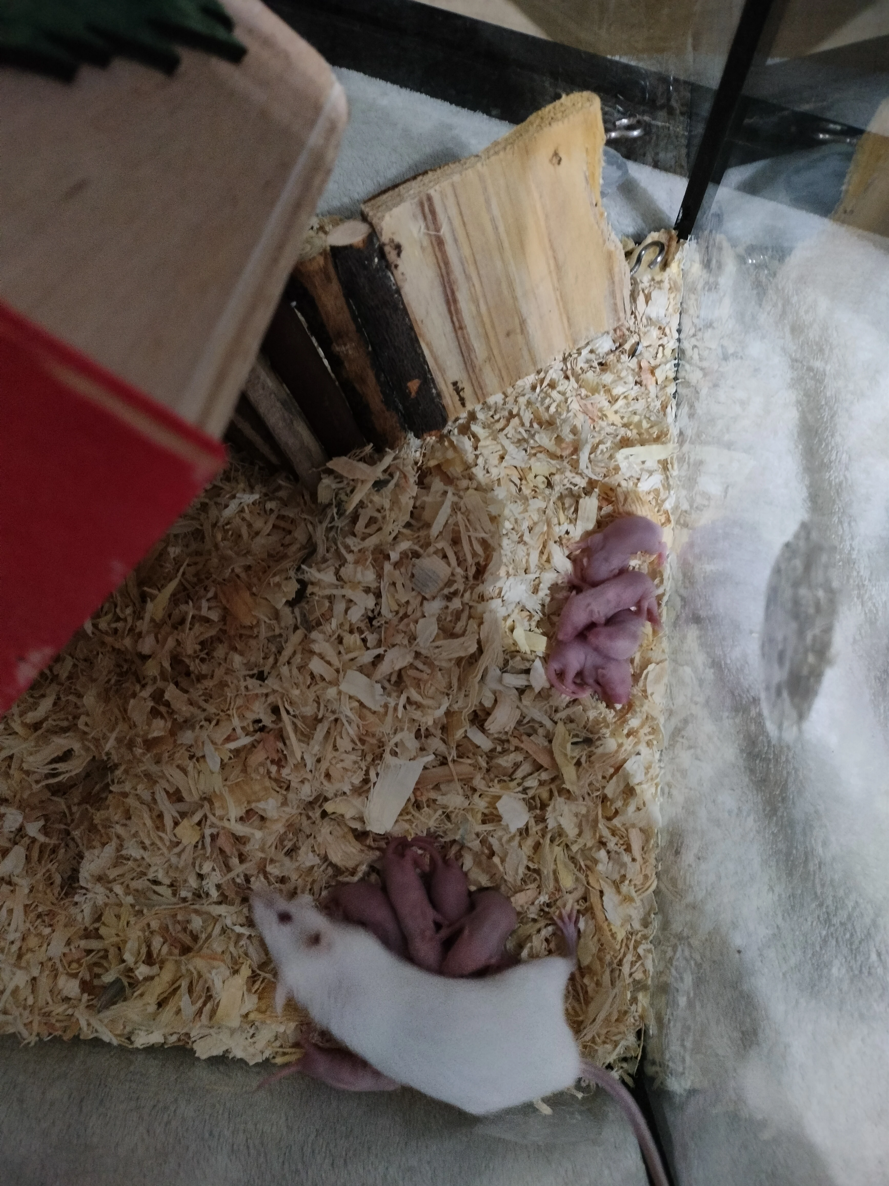 Prodám krmné myši - holata