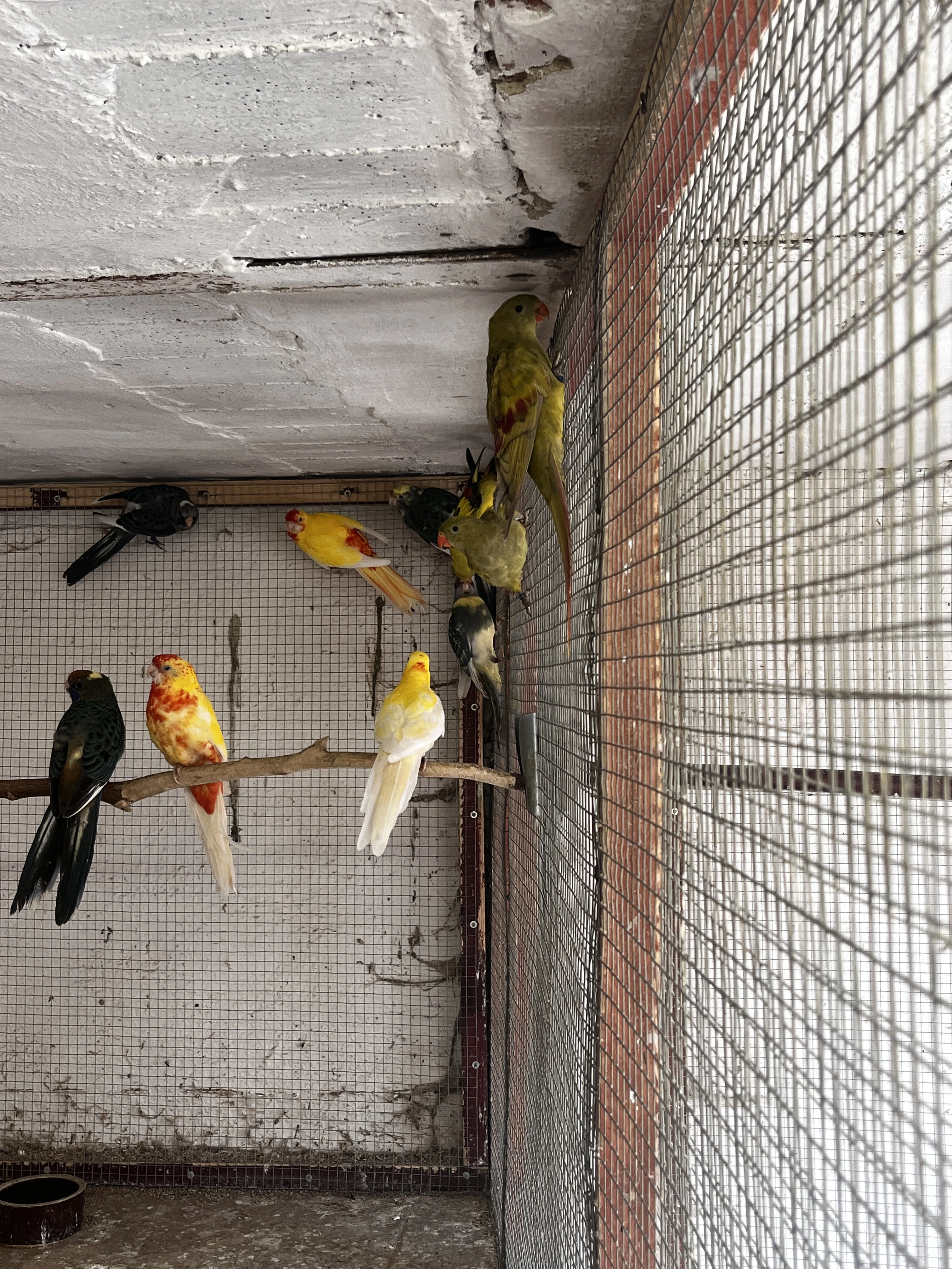 Papoušek horský pastel 2025 s DNA