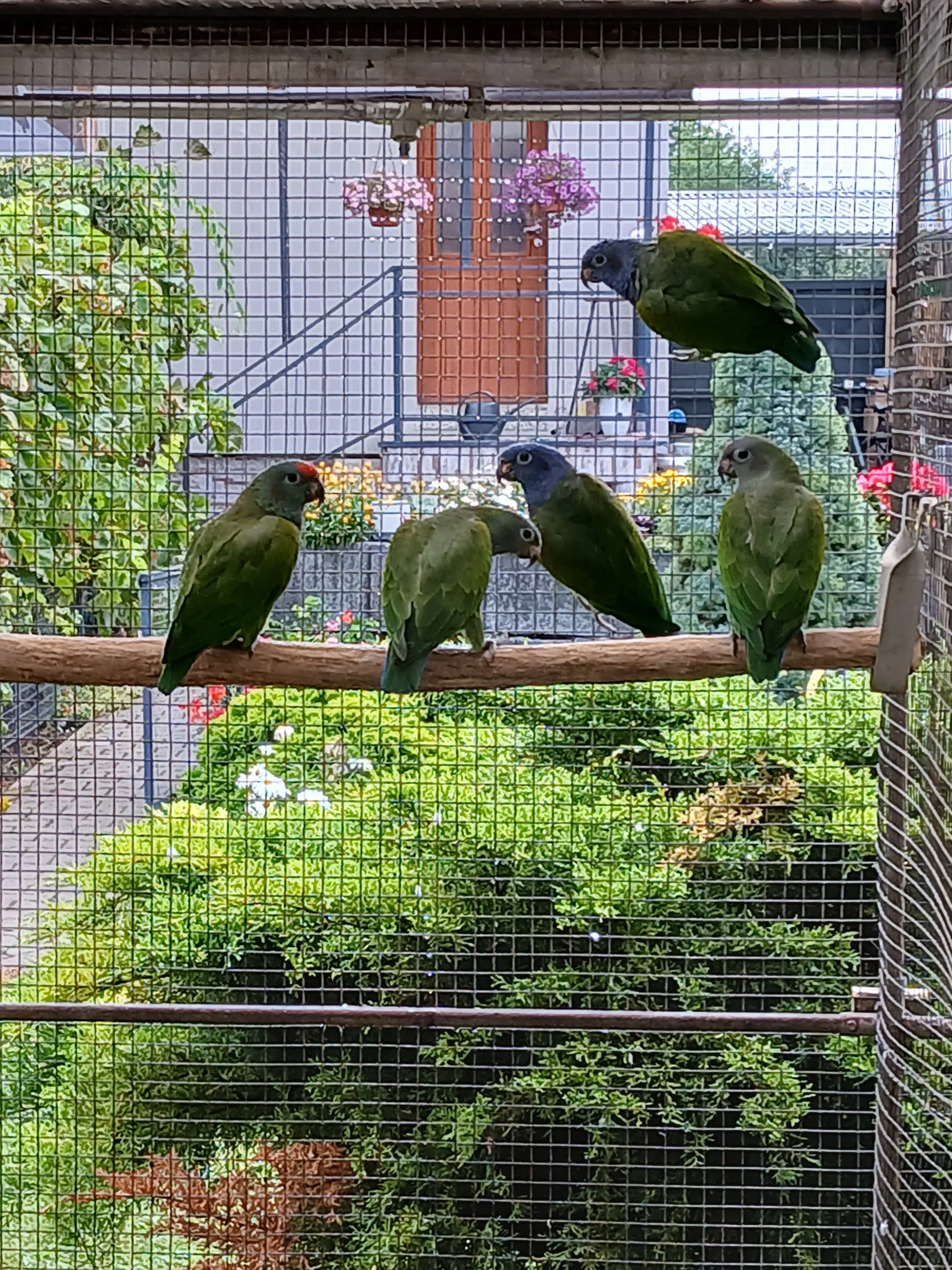 Amazonek modrohlavý.