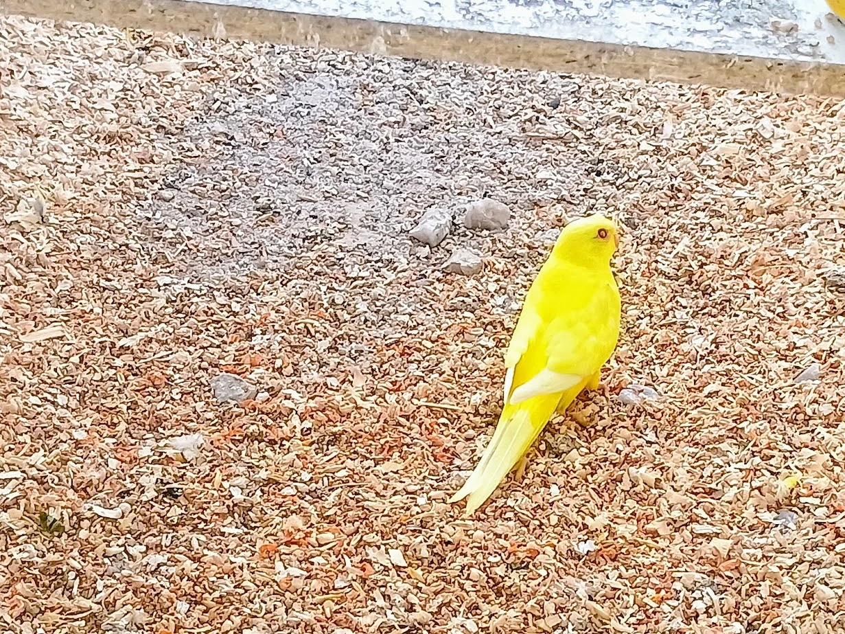 Mutace neofémy ozdobné