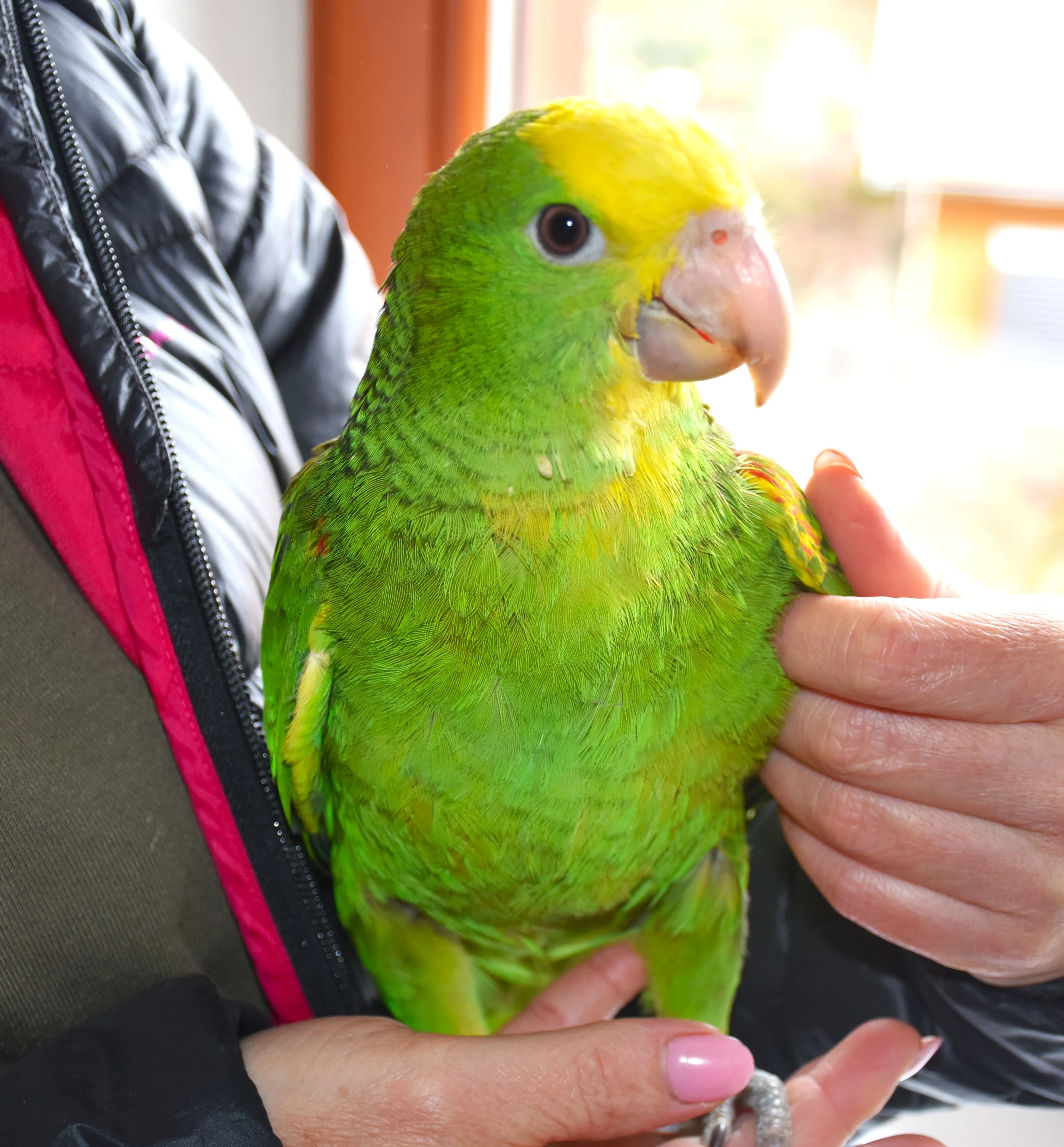 Amazoňan velký (Amazona oratrix)