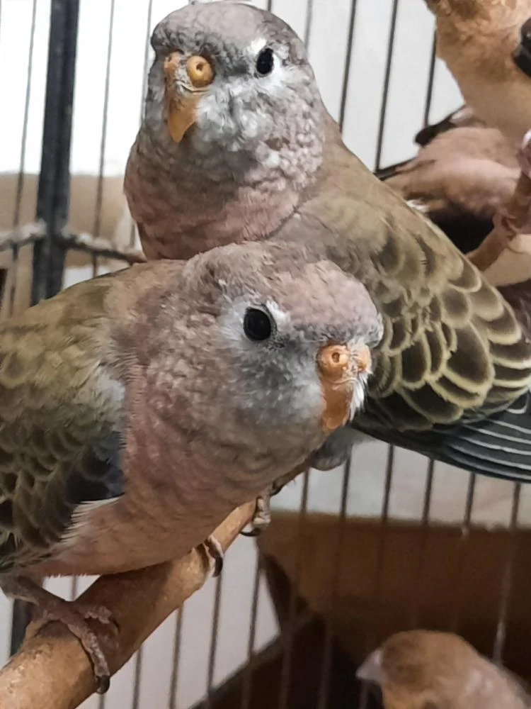 Prodám neofémy bourek - samičky