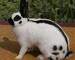 Prodám králíky české strakáče