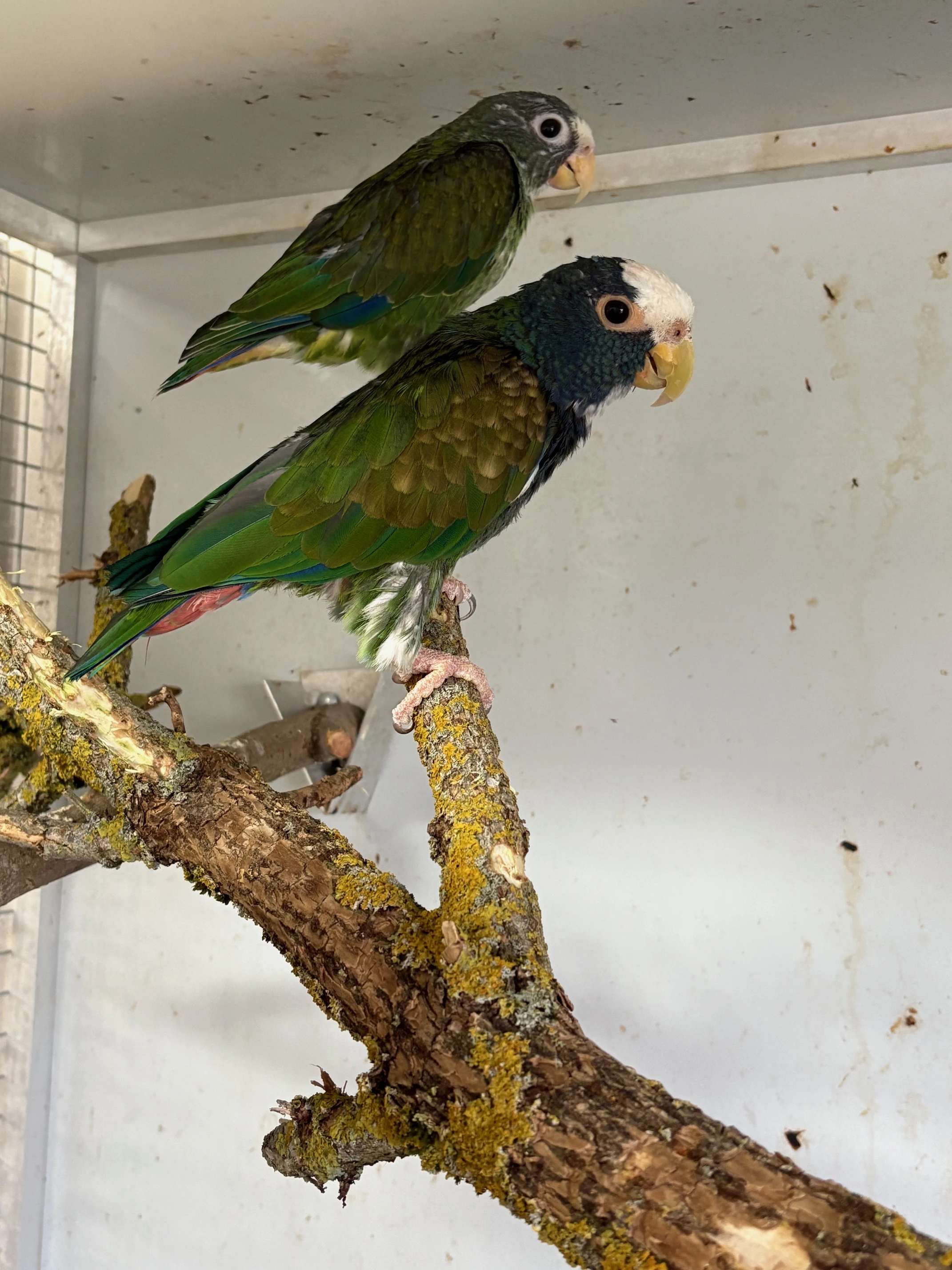 Amazónek běločelý