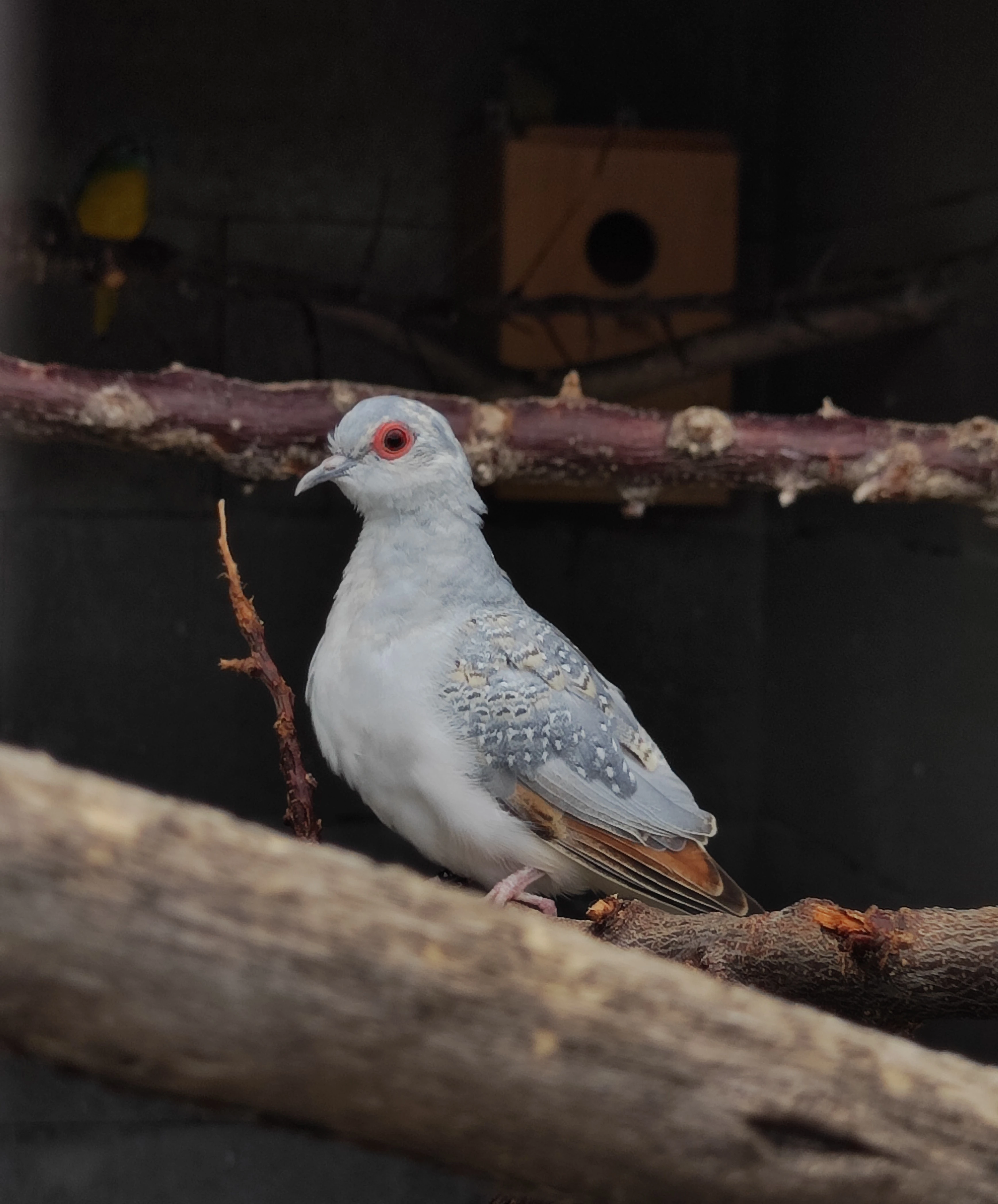 Prodám holoubky diamantové