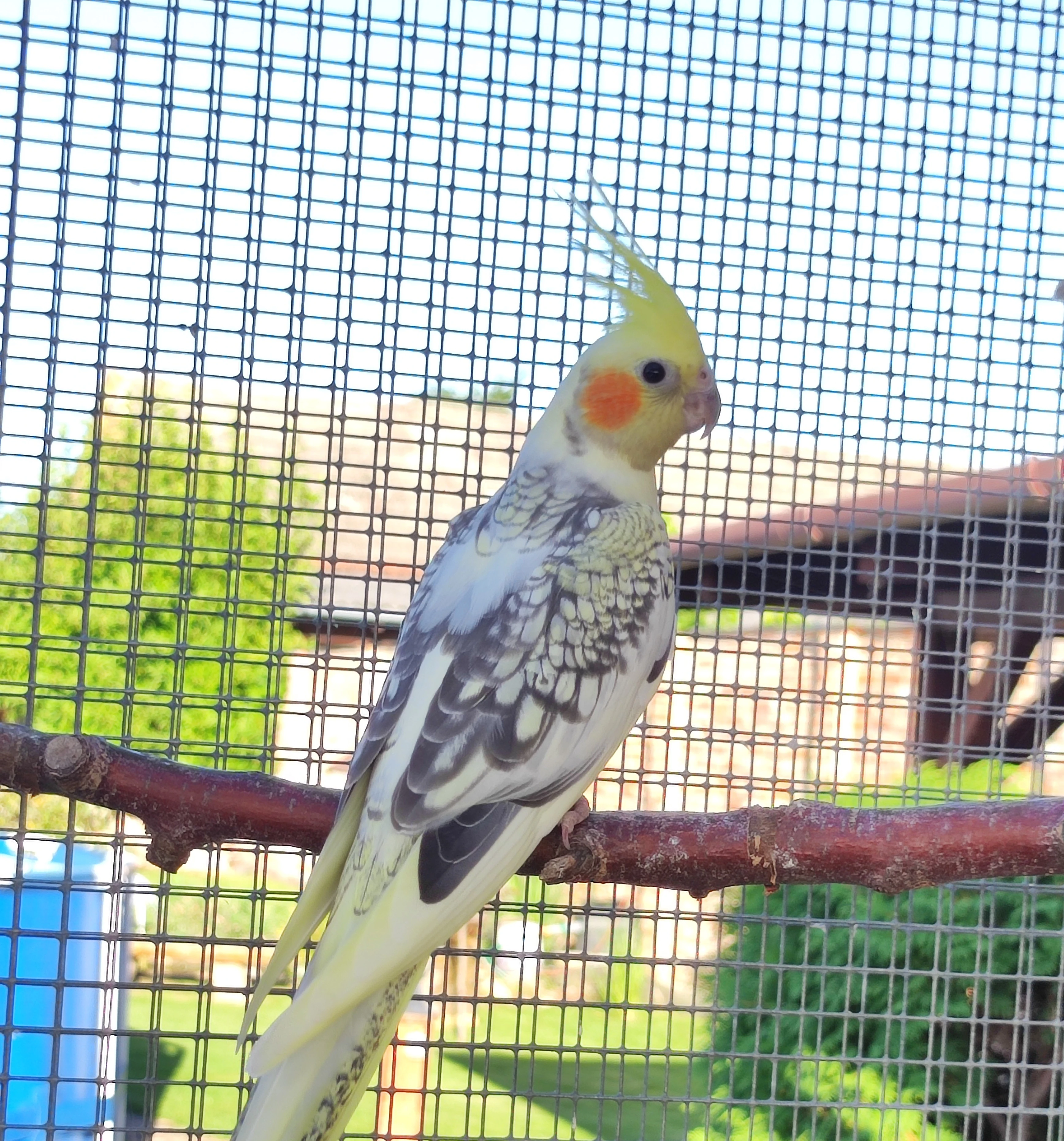 Prodám mladé korely