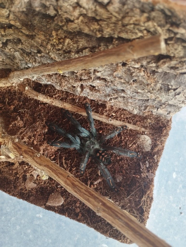 Psalmopoeus irminia - samice