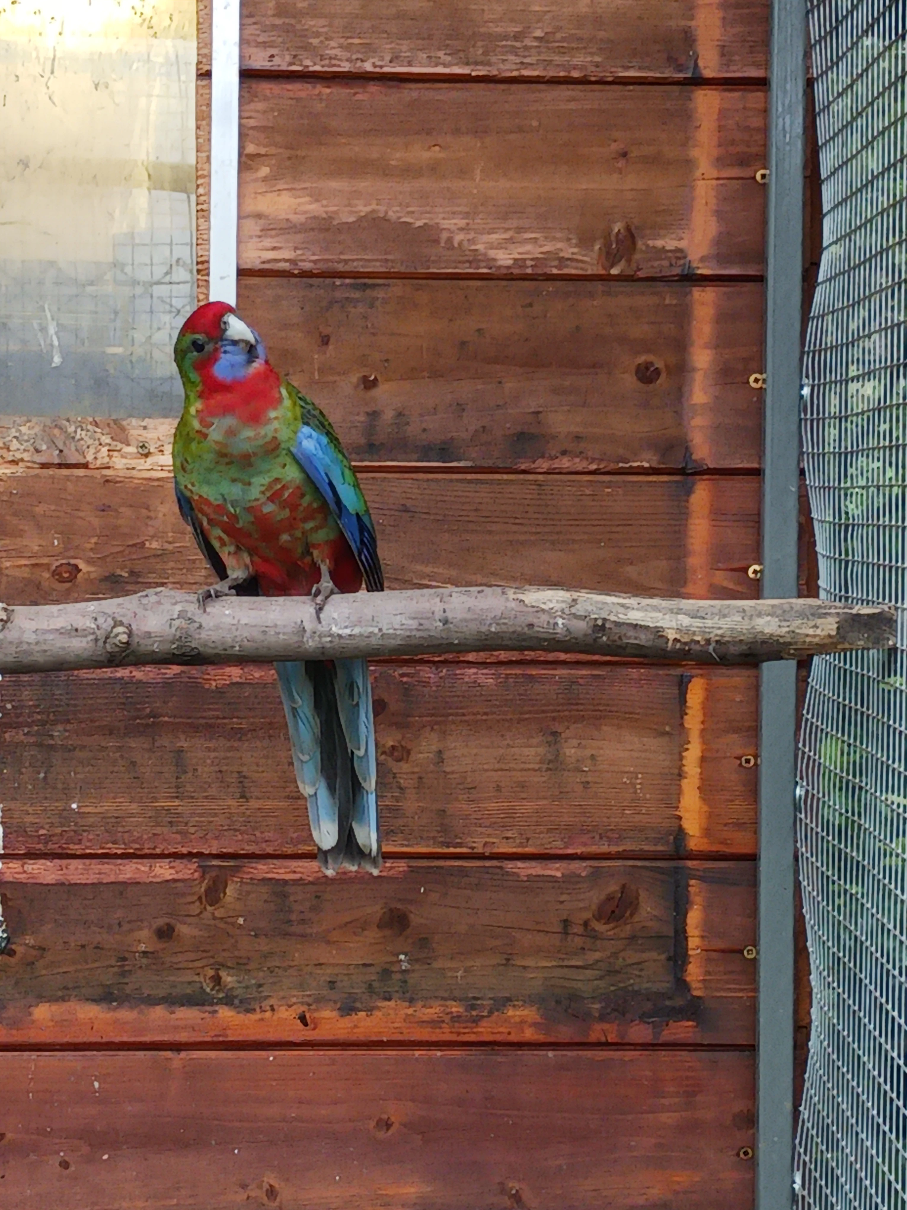 Rosela penant prodej