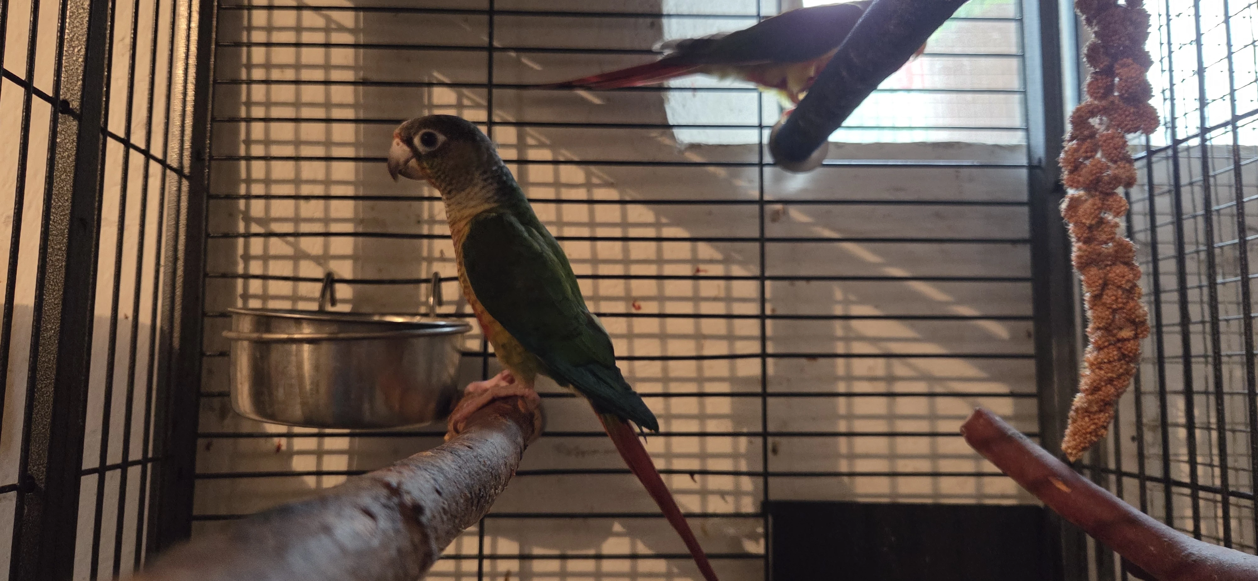 Prodám 2x pyrura bez Dna