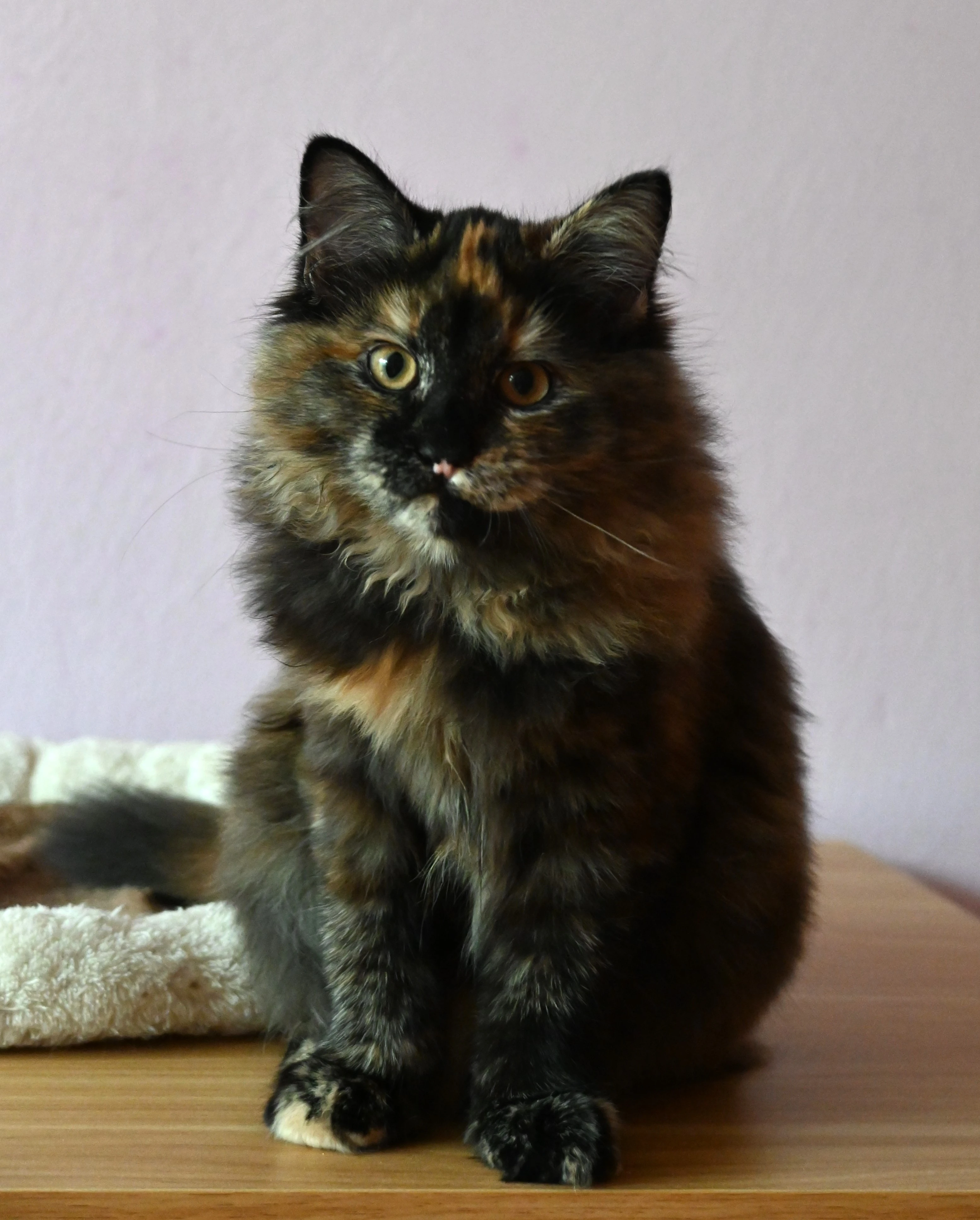 Sibiřská kočička Hedvika