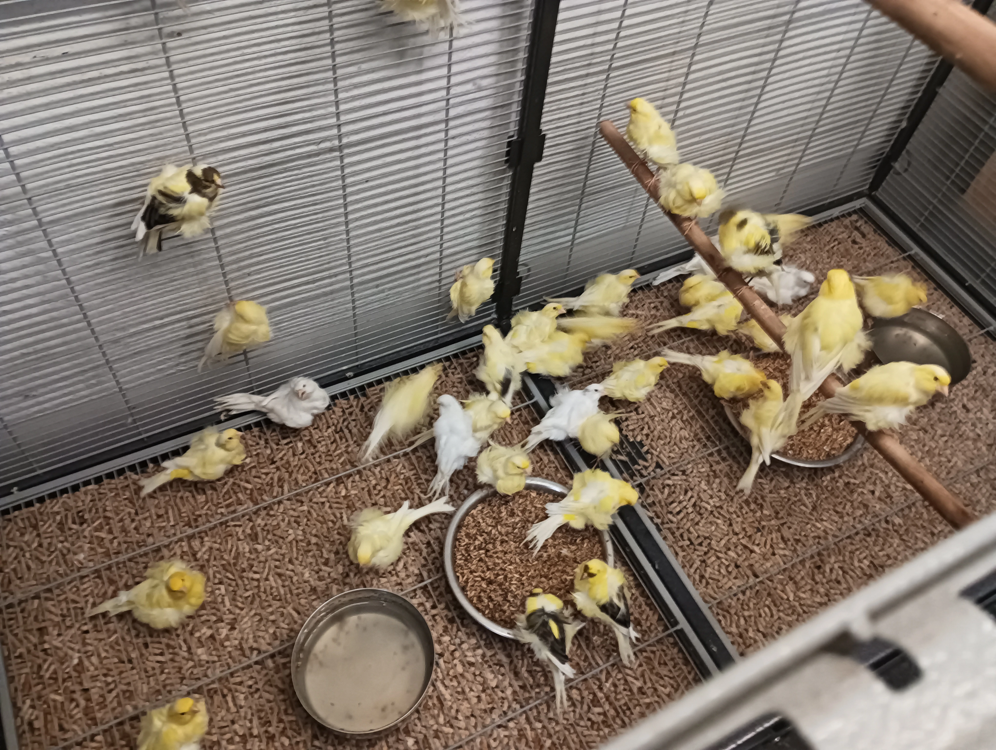 Prodám odchov mláďat Severní Holanďan.