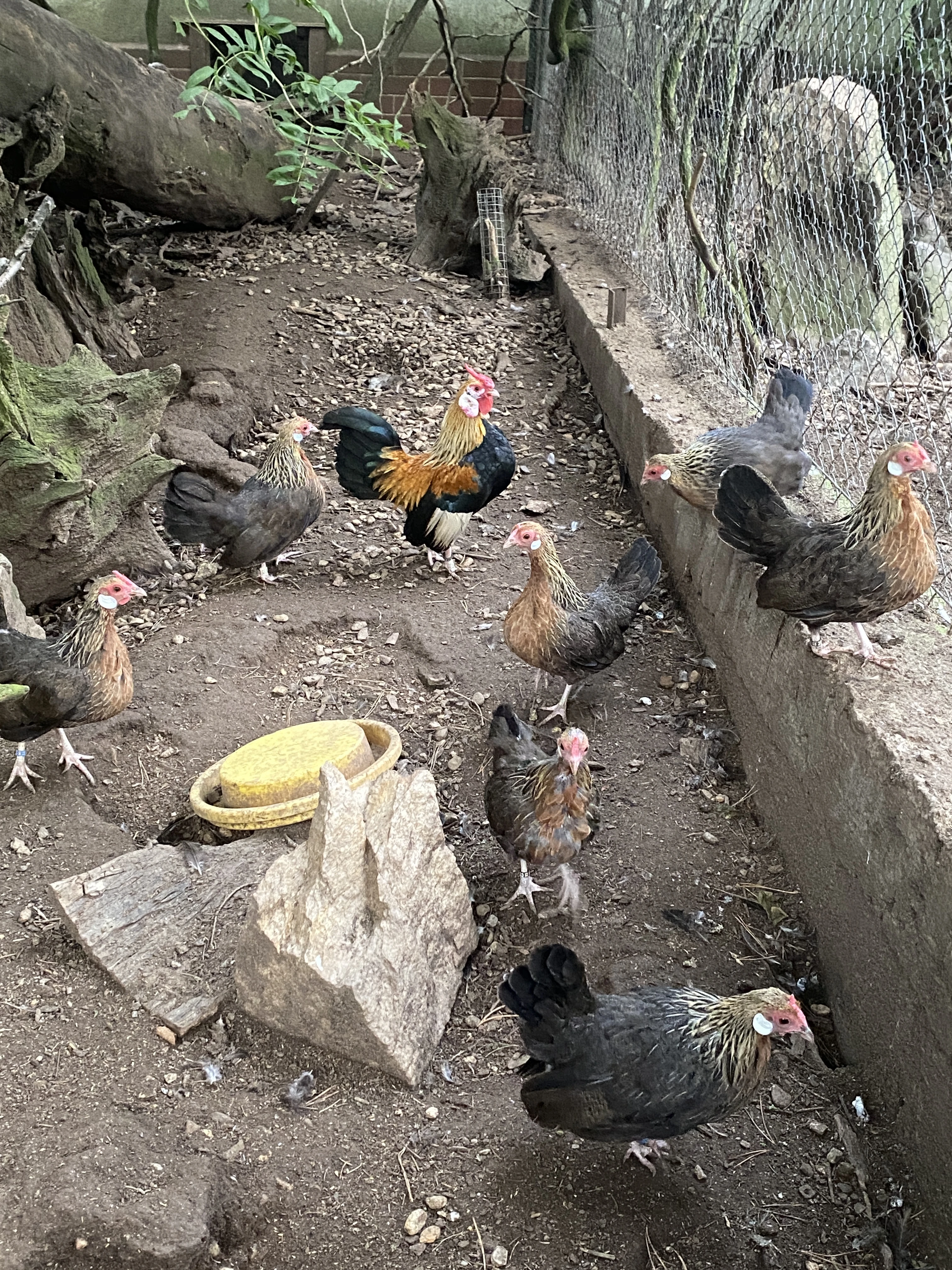 Bantamky oranžovo krké