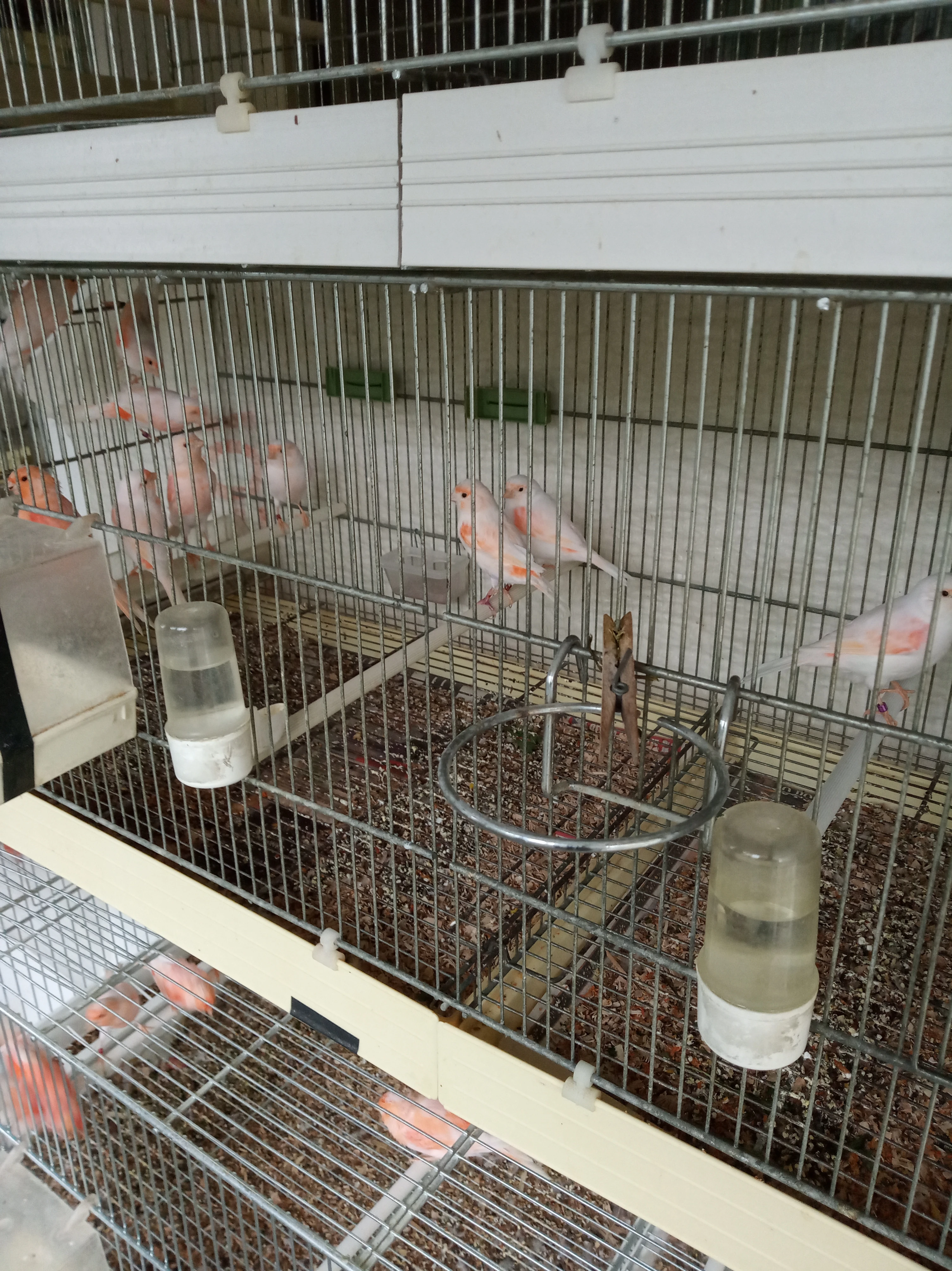 Prodám letošní kanáry