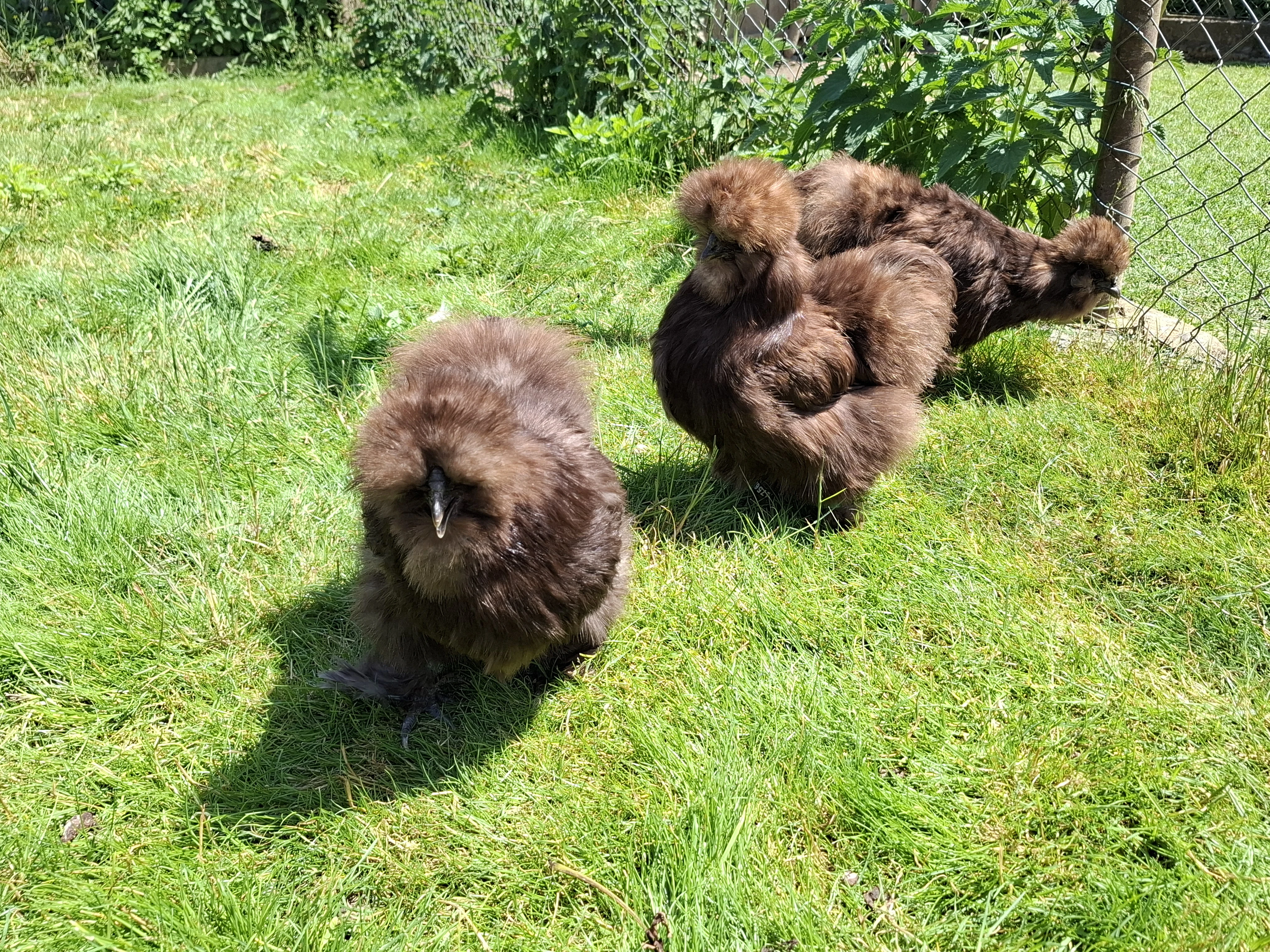 Hedvábnička velká vousatá čokoládová