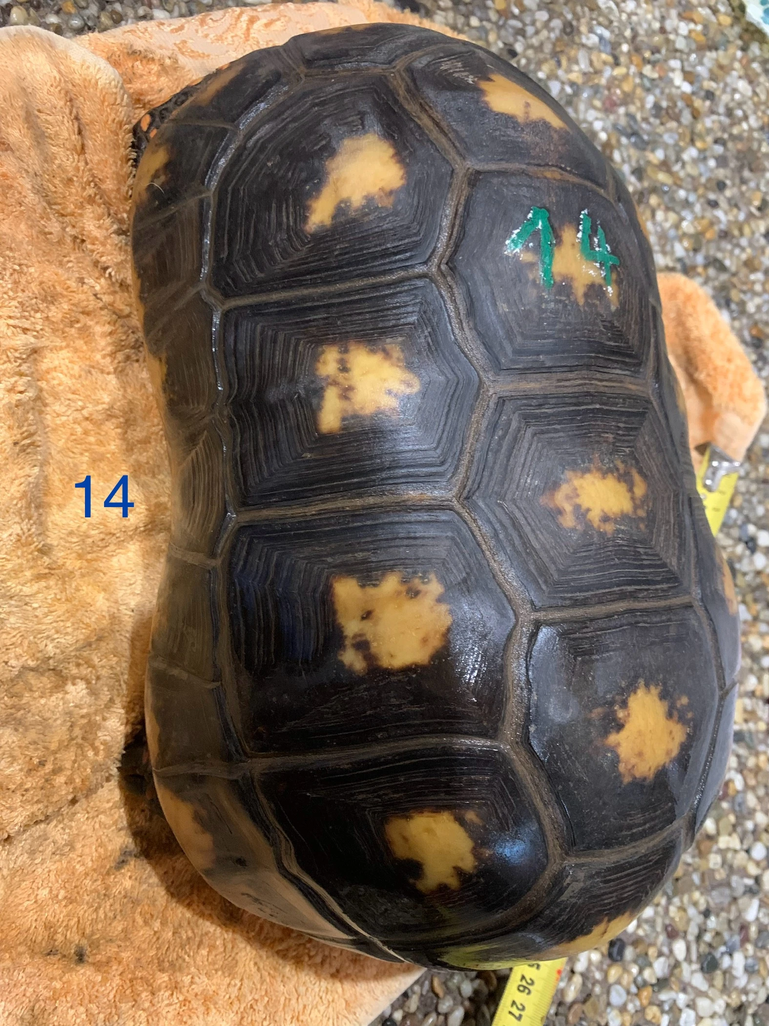 Suchozemská želva uhlířská