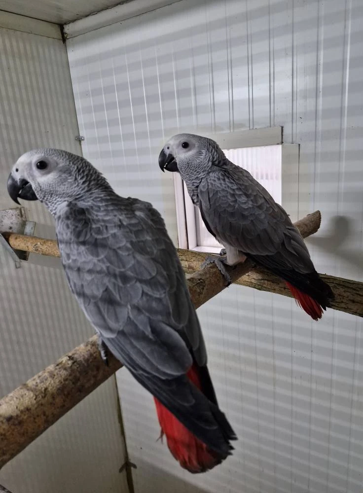 Ručně dokrmená , ochočená samička žaka