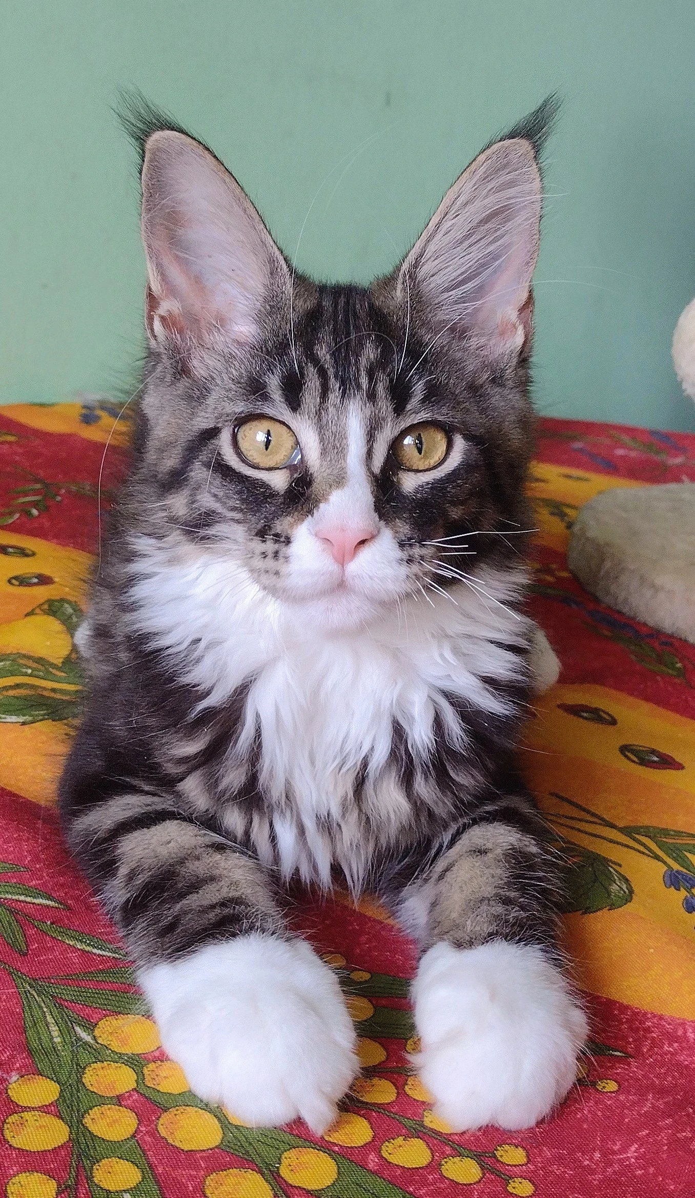 Prodám mainskou mývalí kočičku s PP