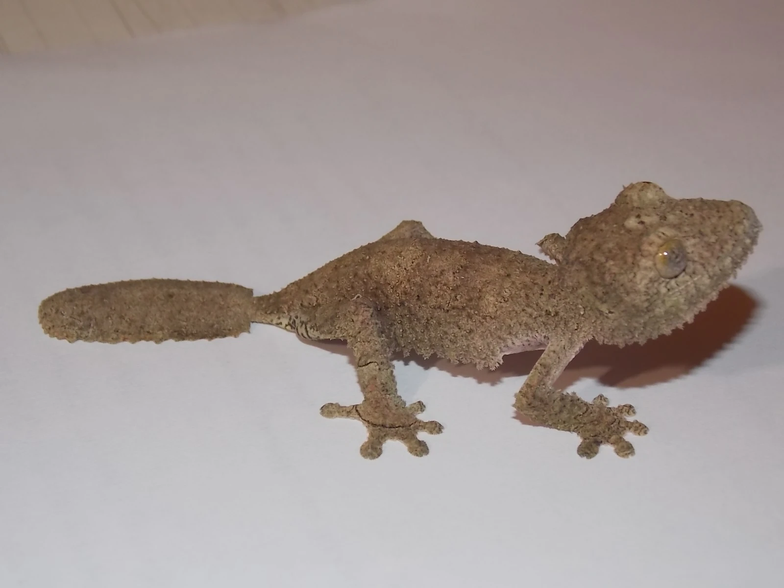 Uroplatus sikorae MDA 5,5