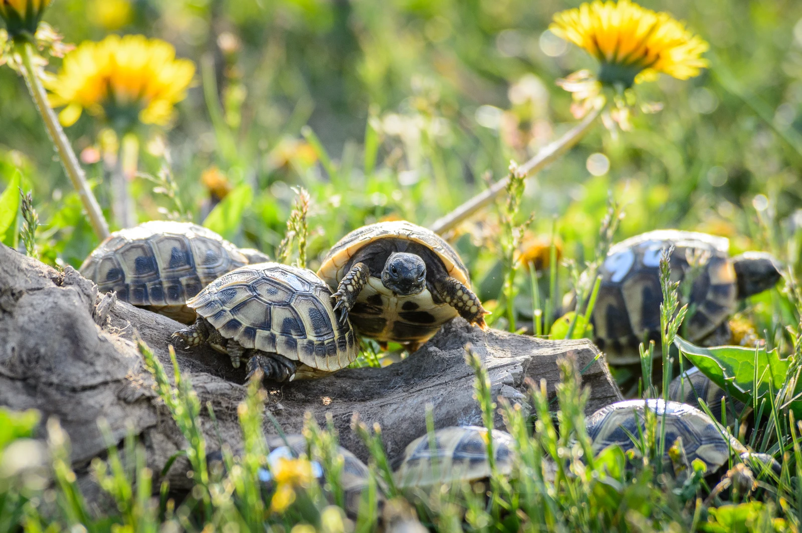 Mláďata suchozemských želv