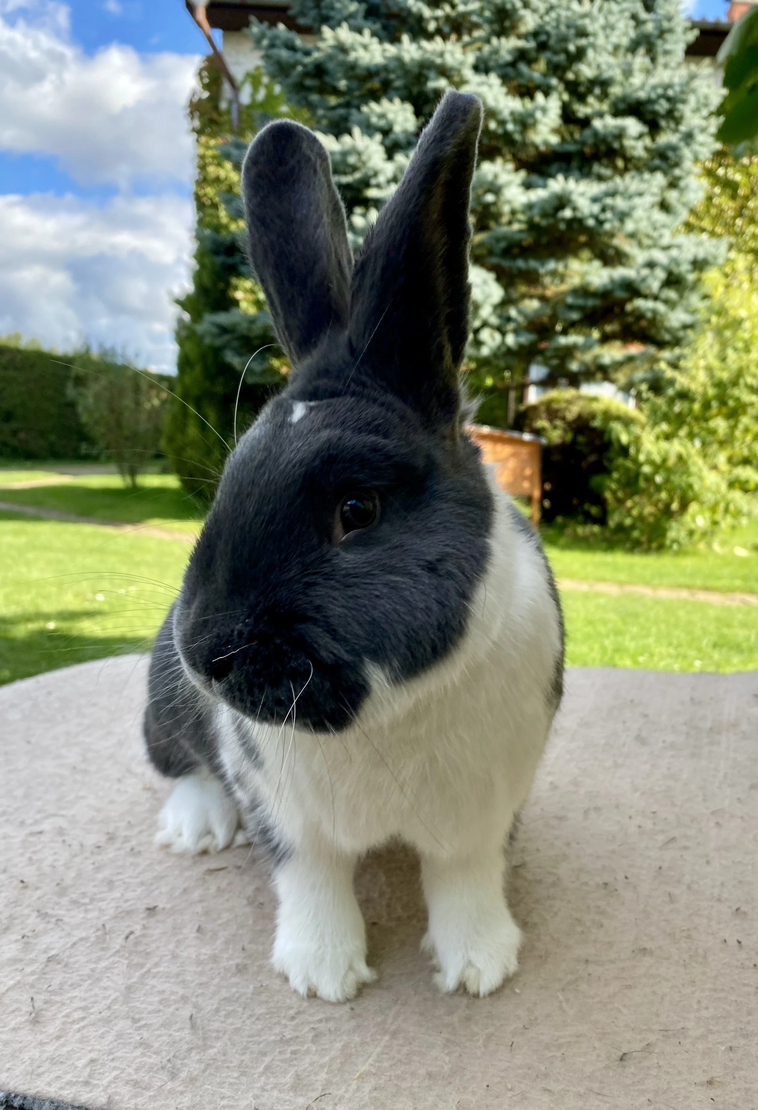 Mladé samice - masné plemeno