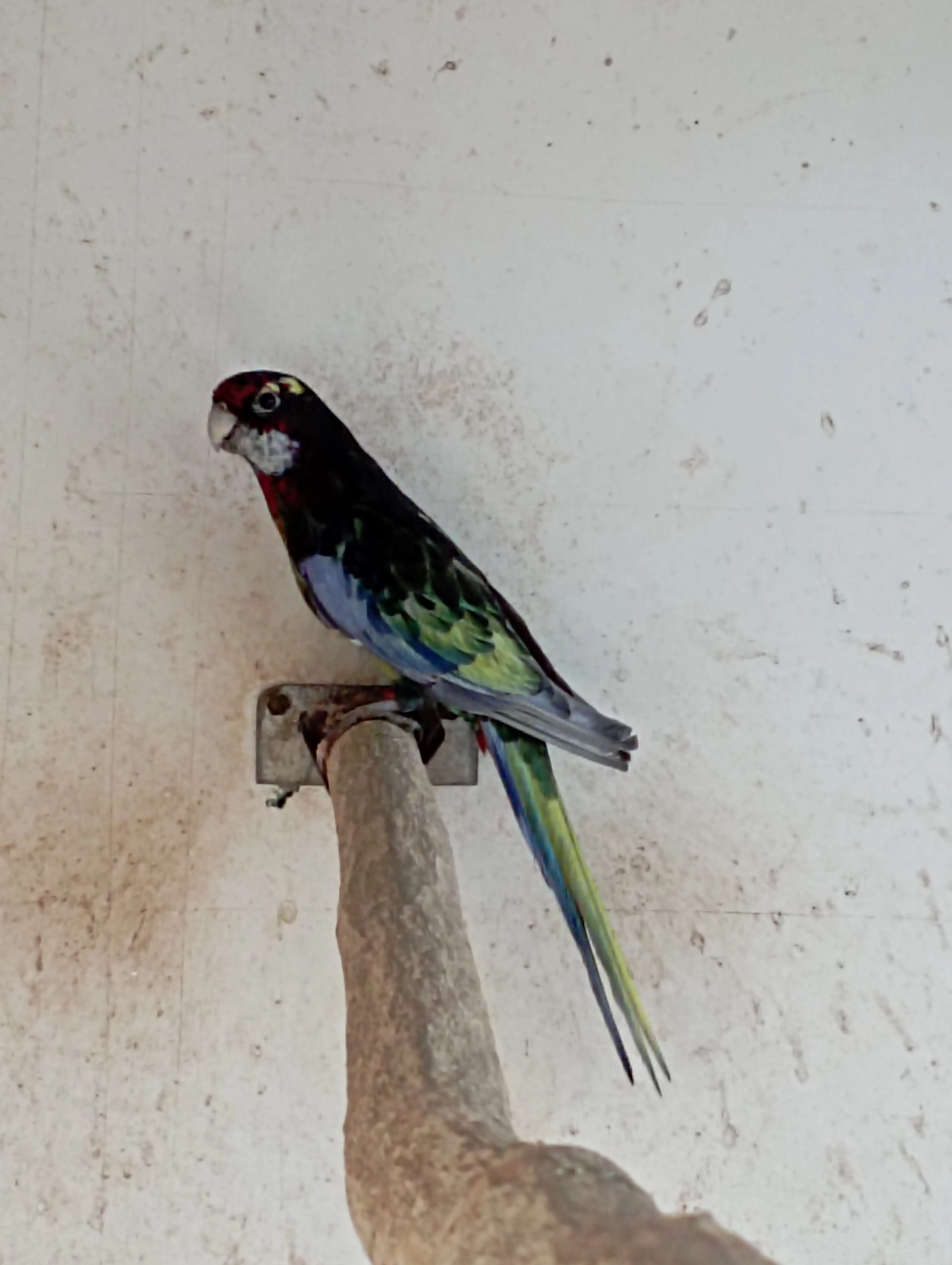 Rosela černá straka a černo modré