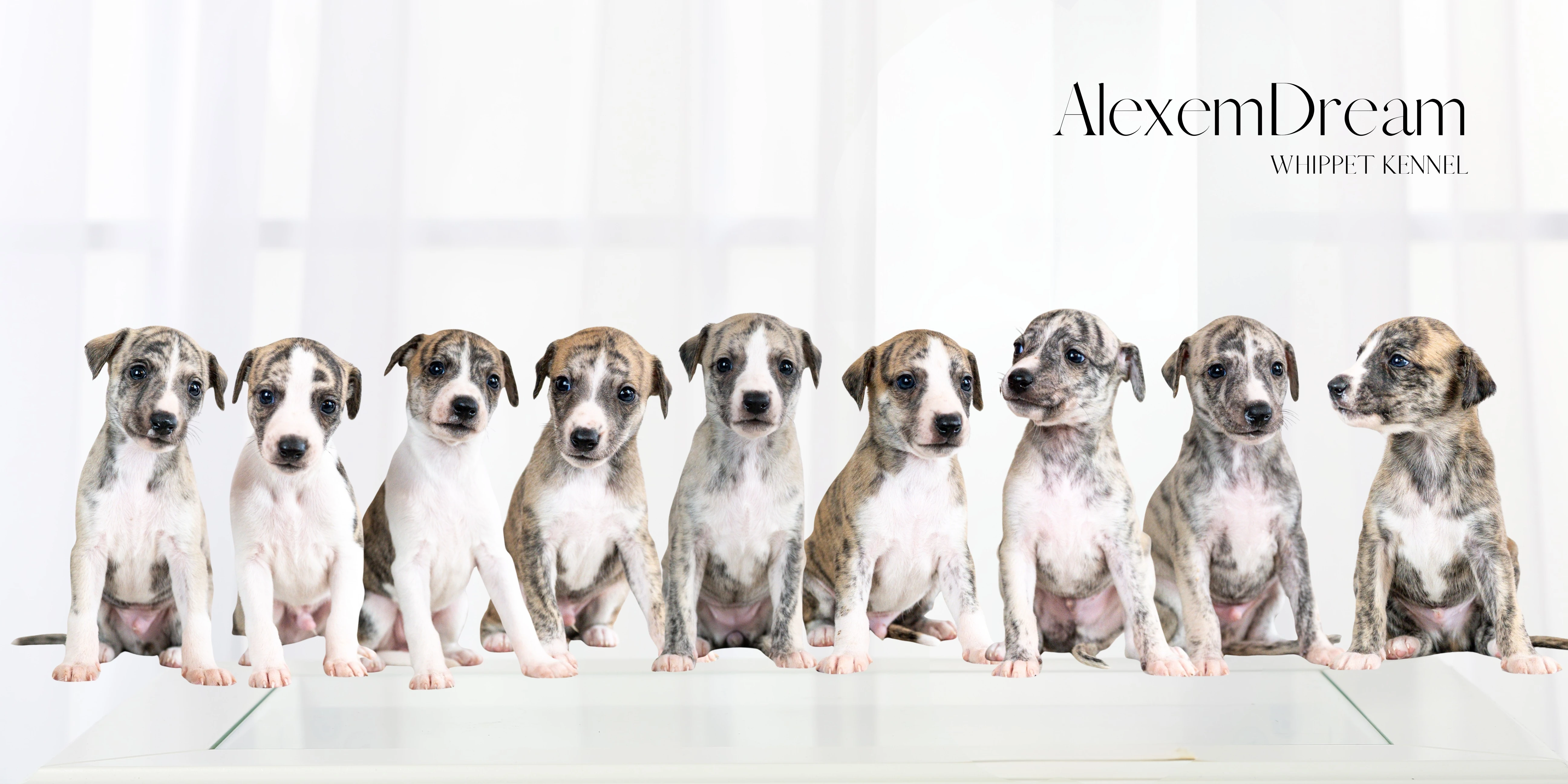 Whippet s PP z FCI registrované CHS AlexemDream