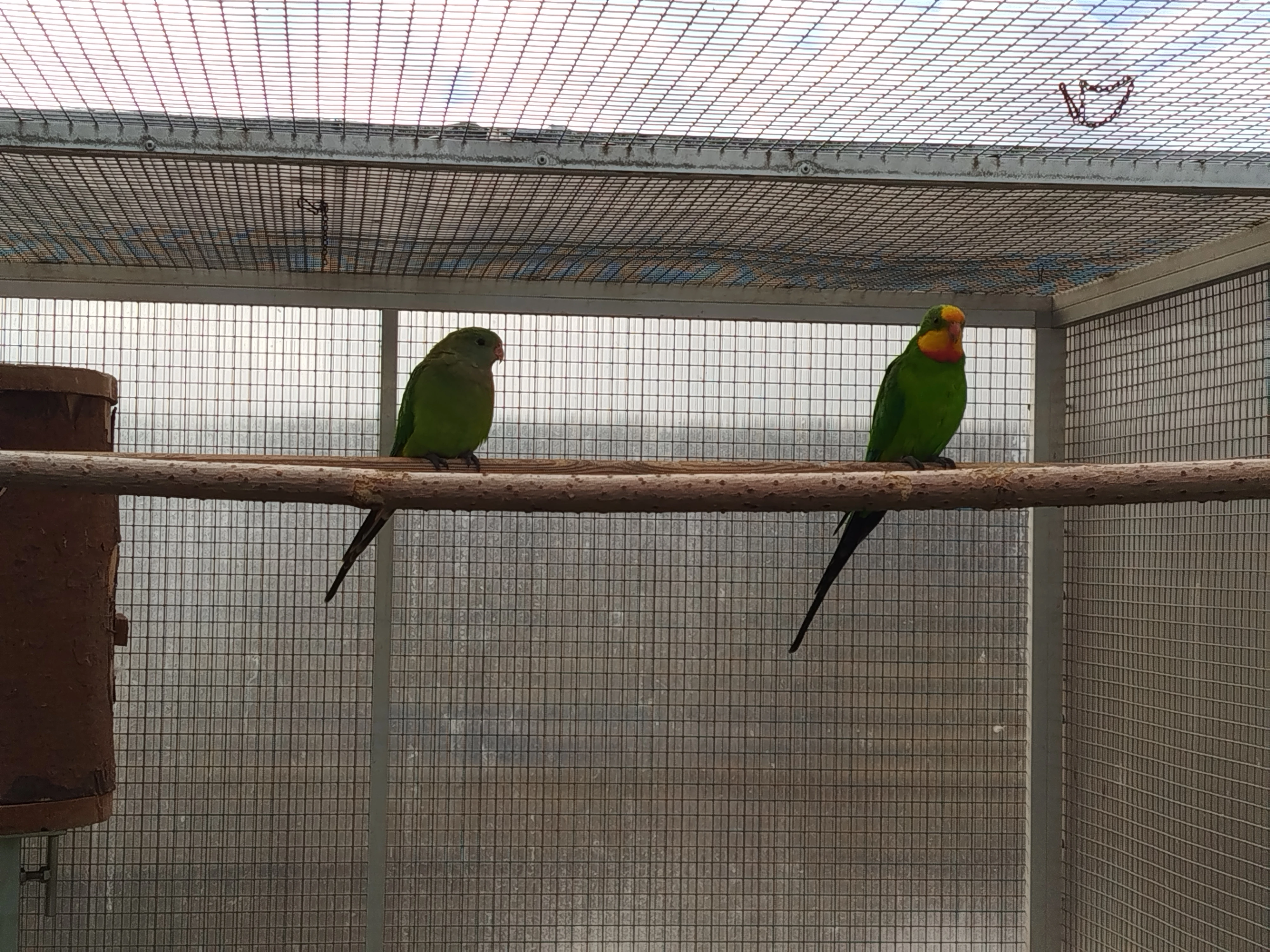 Prodám chovný pár papouška nádherného