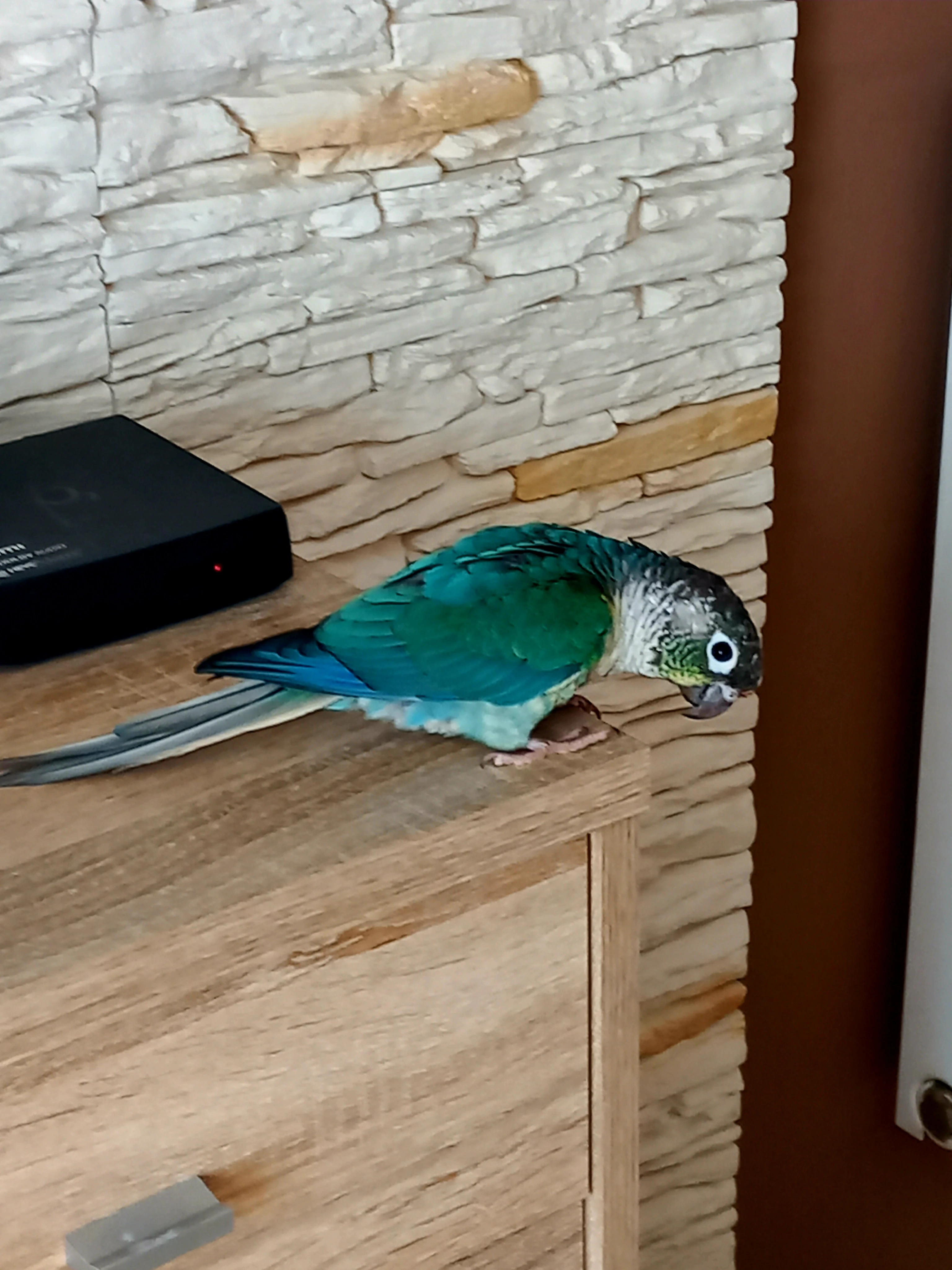 Pyrura zelenolící tyrkys