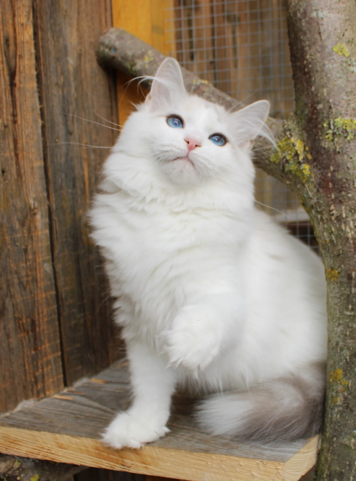 Kocourek a kočička plemene něvská maškaráda