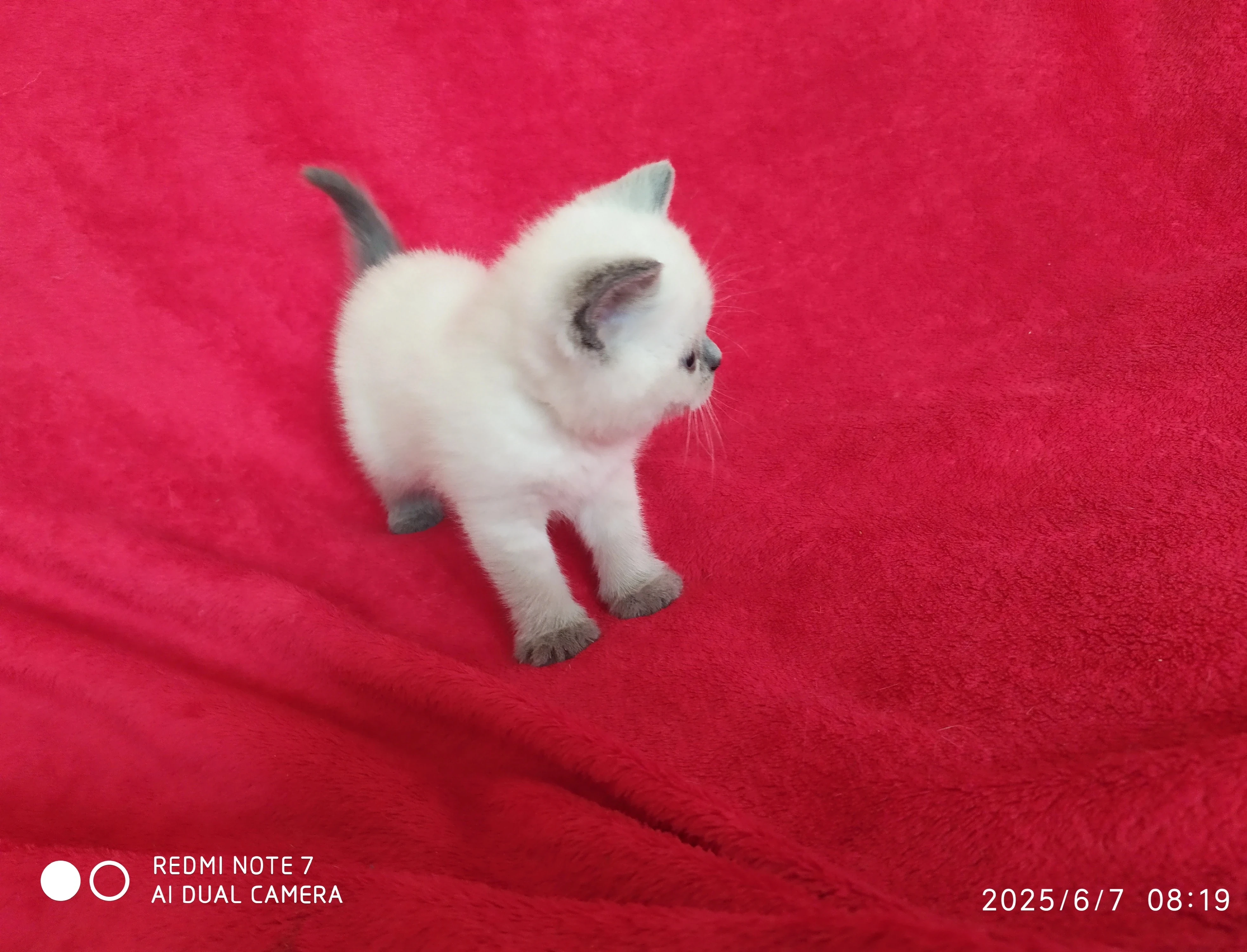 Koťátka se znaky plemene britská modrá, krátkosrstá-rezervace koťátek