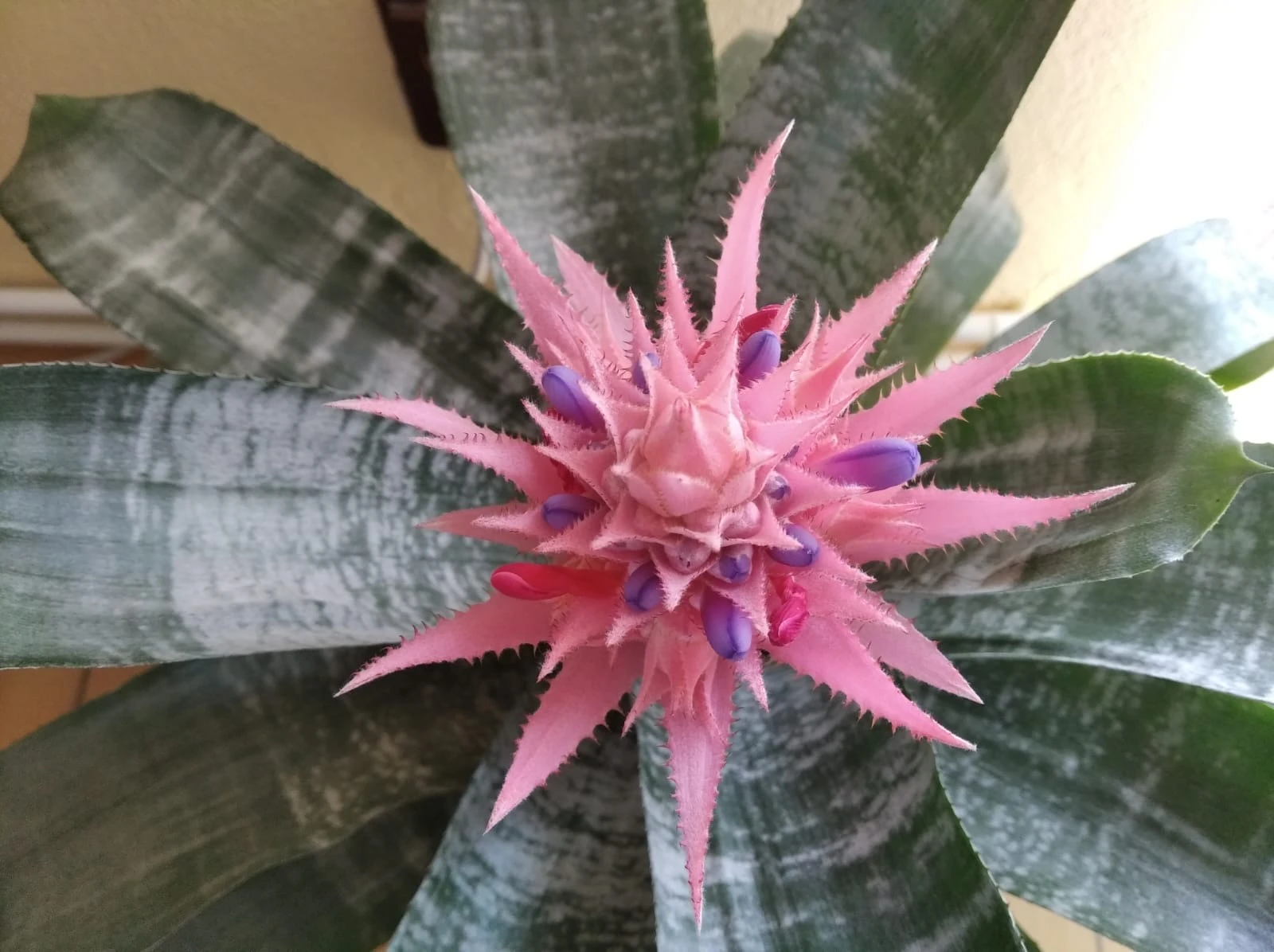 Bromélie Echmea pruhovaná (Aechmea fasciata)