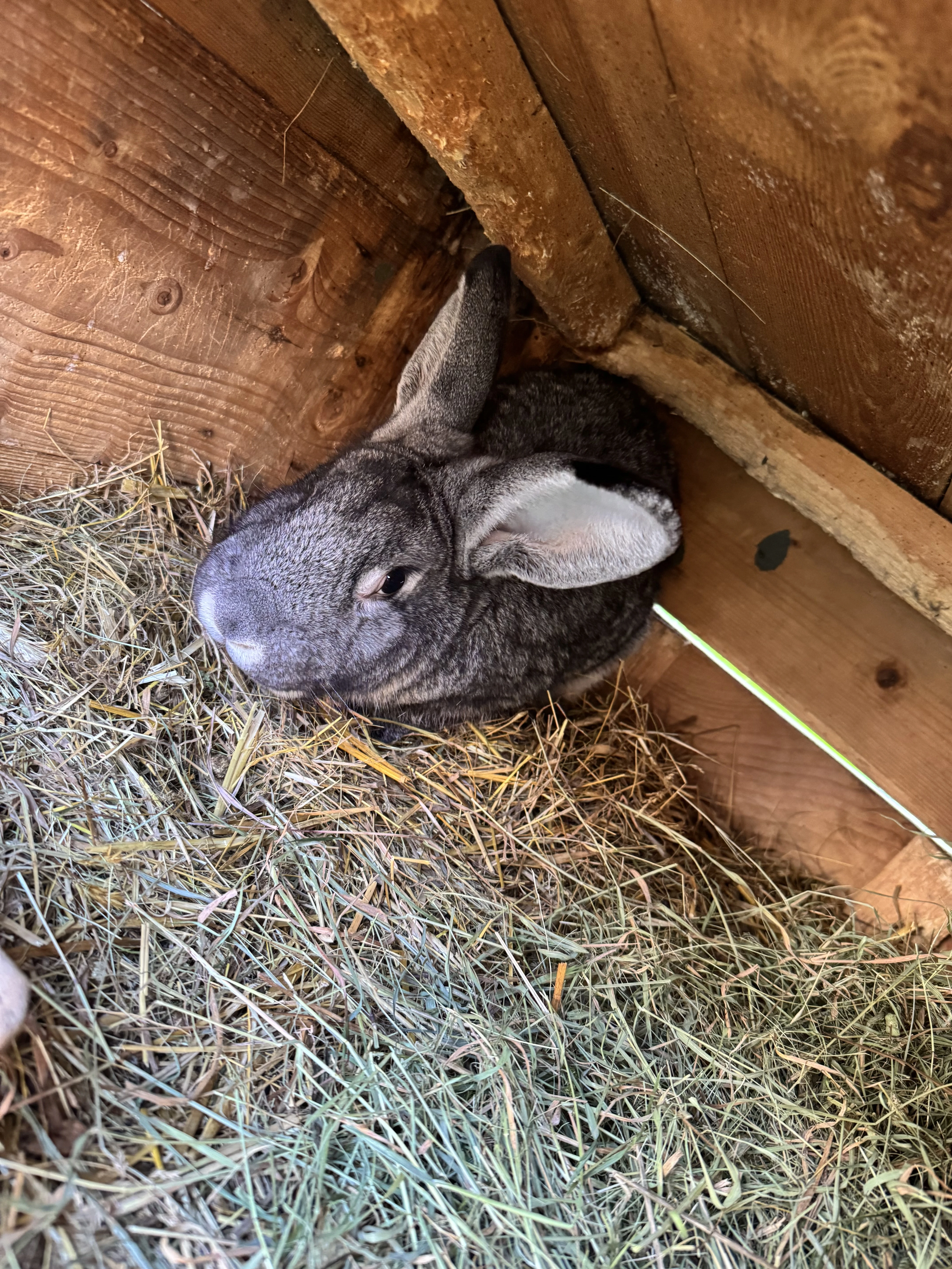 Činčila Velká samec 2x