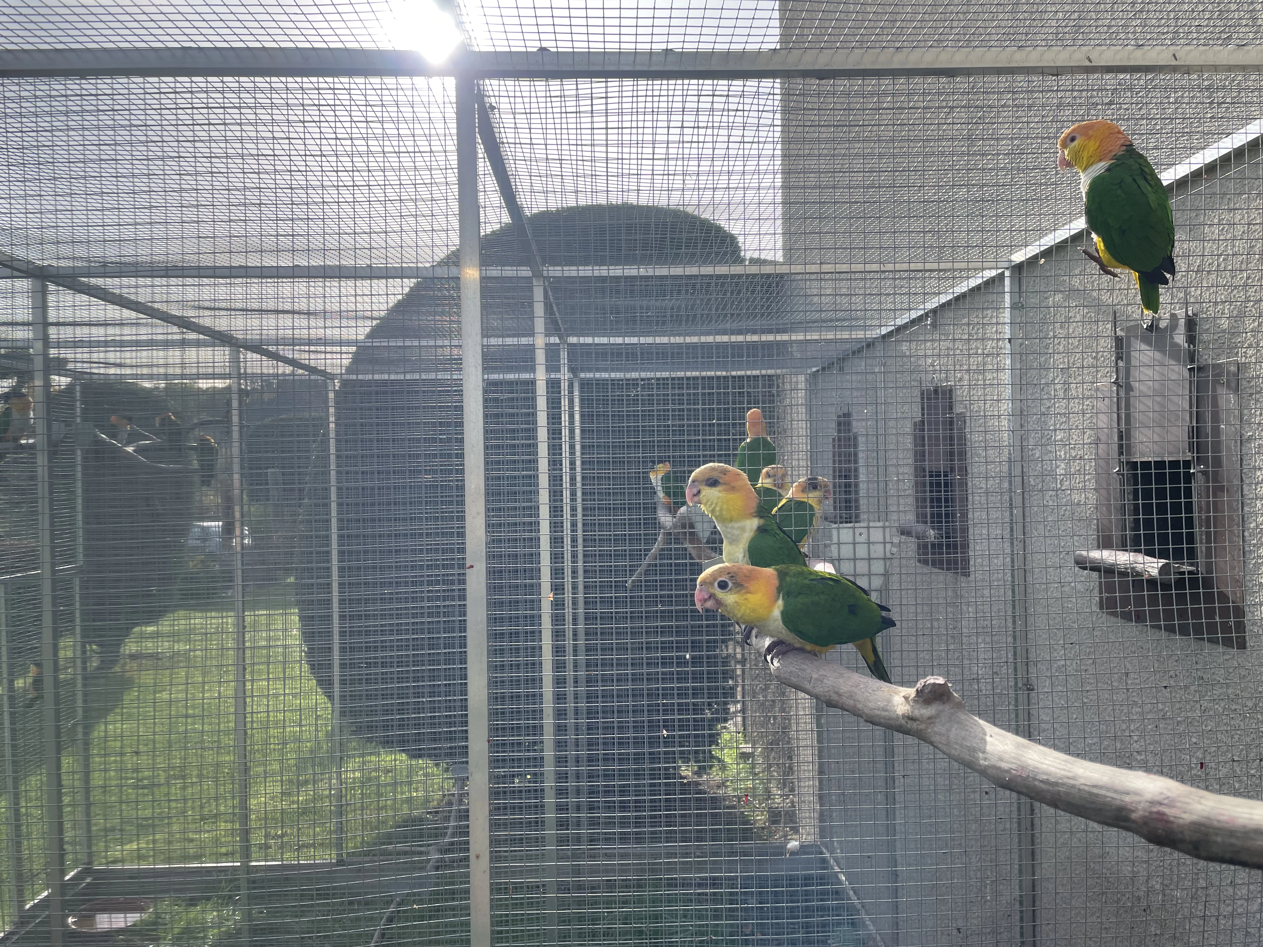 Amazónek Bělobřichý