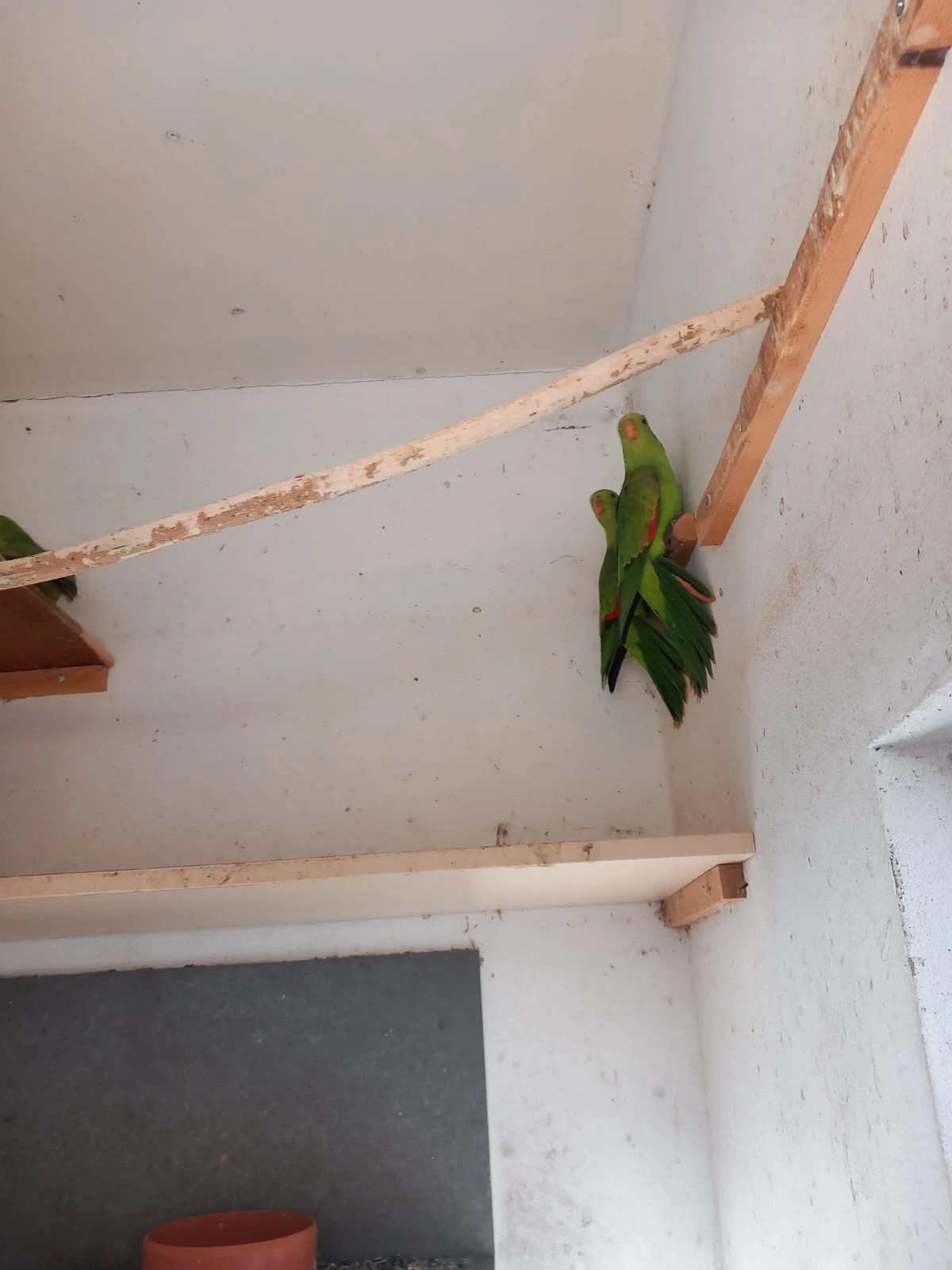 Křepelka čínská, zebříčky a papoušek červenokřídlý