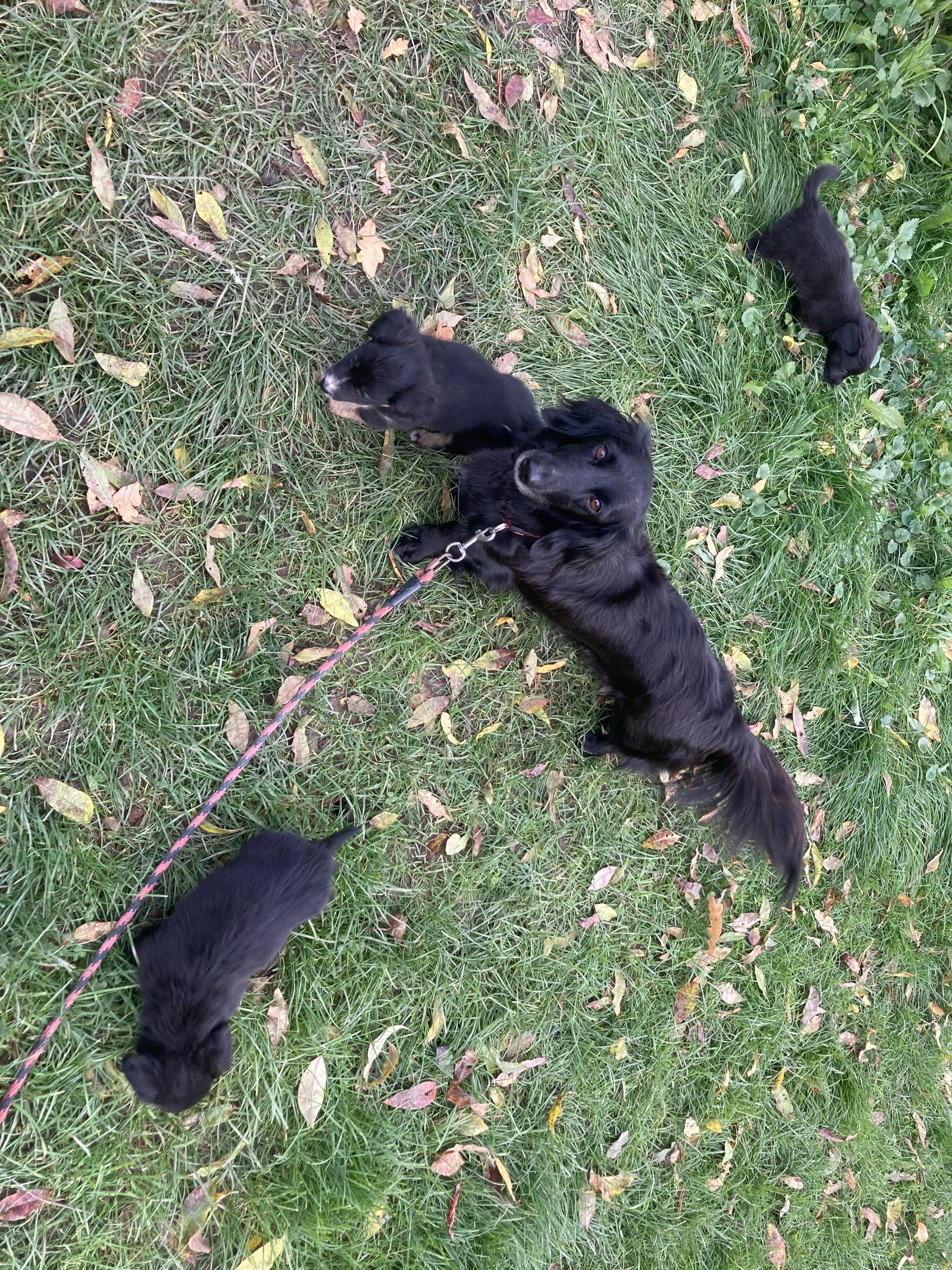 Šěňátka - psi, kříženci